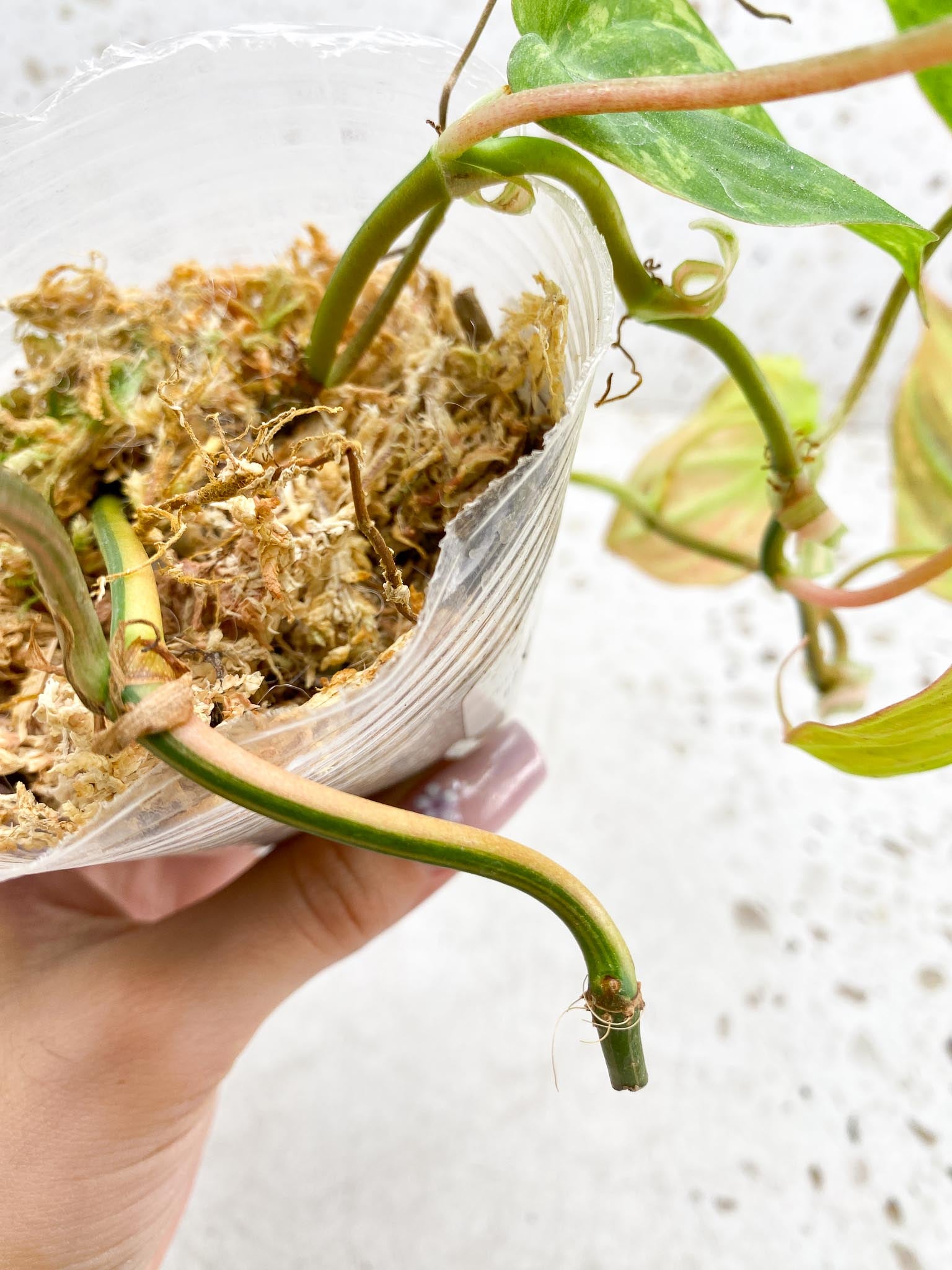 Philodendron Micans Variegated Multiple Leaves  Multiple Nodes 1 Sprout Rooted