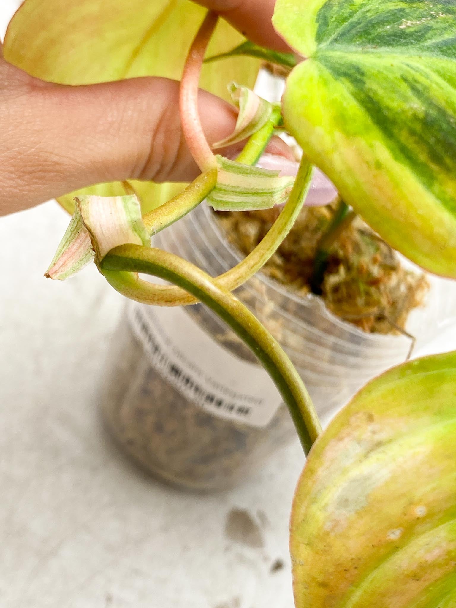 Philodendron Micans Variegated Multiple Leaves  Multiple Nodes 1 Sprout Rooted