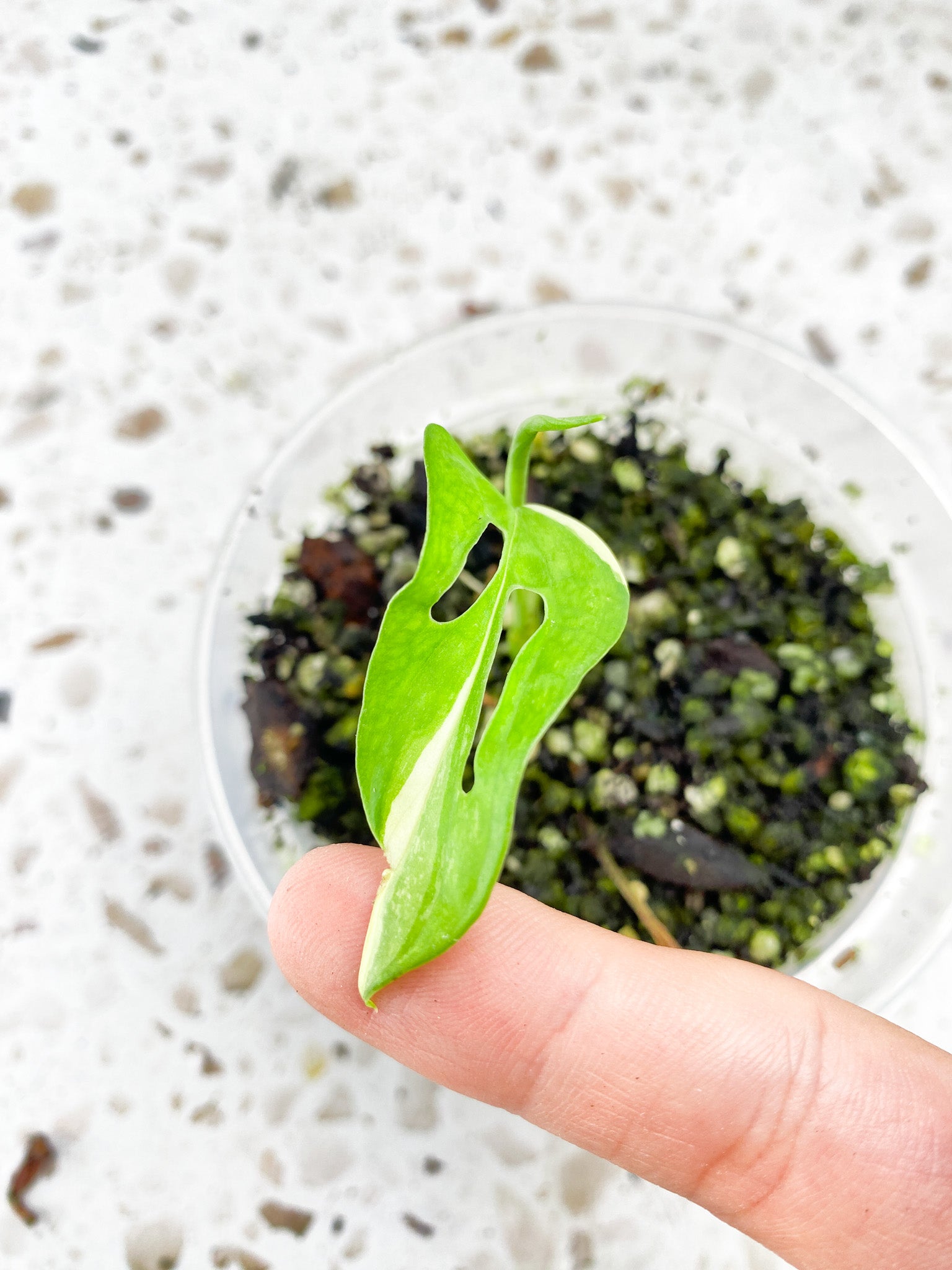 Monstera Adansonii Japanese Tricolor 1 baby leaf 1 shoot