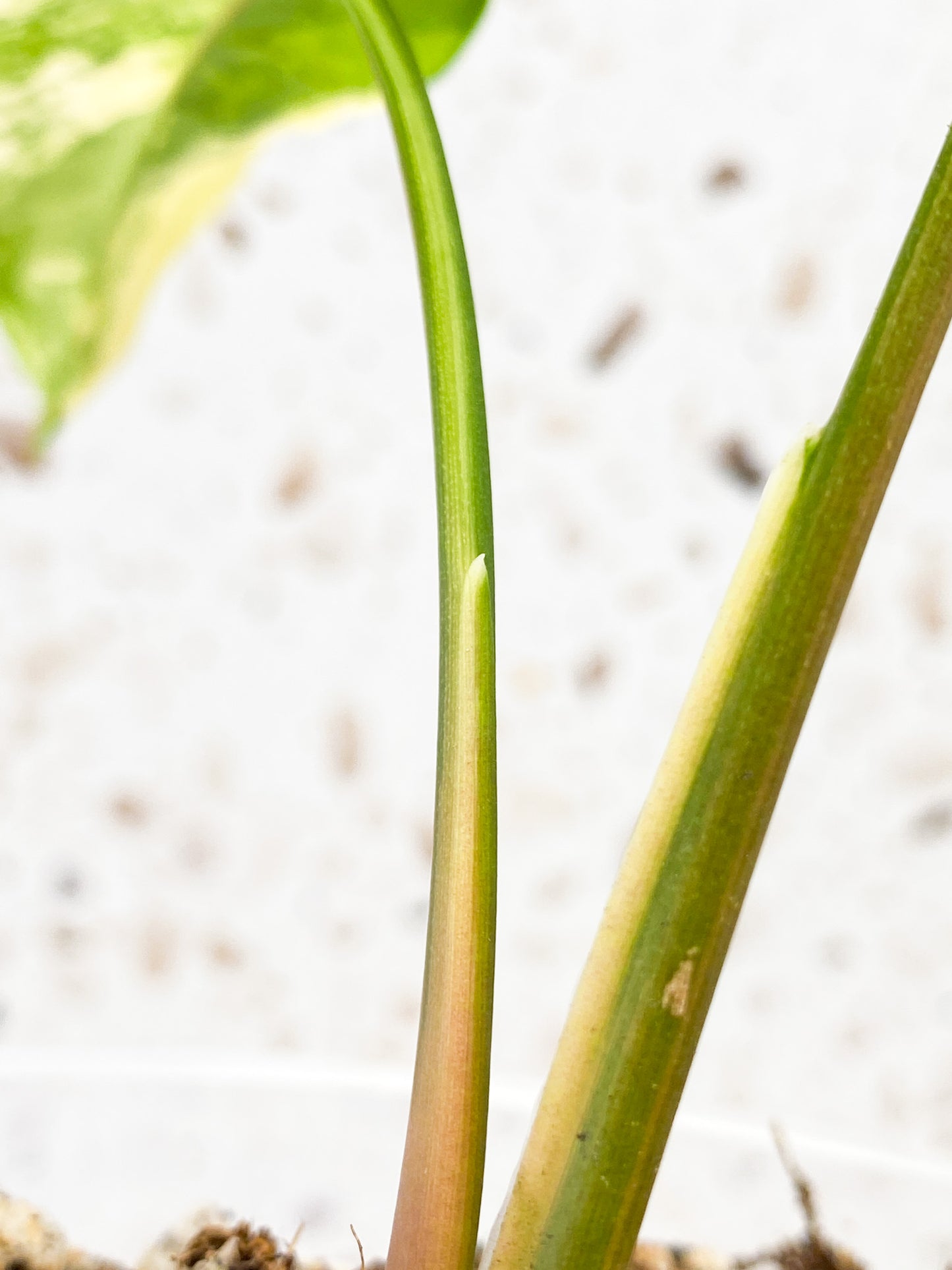 Syngonium Aurea 2 leaf top cutting