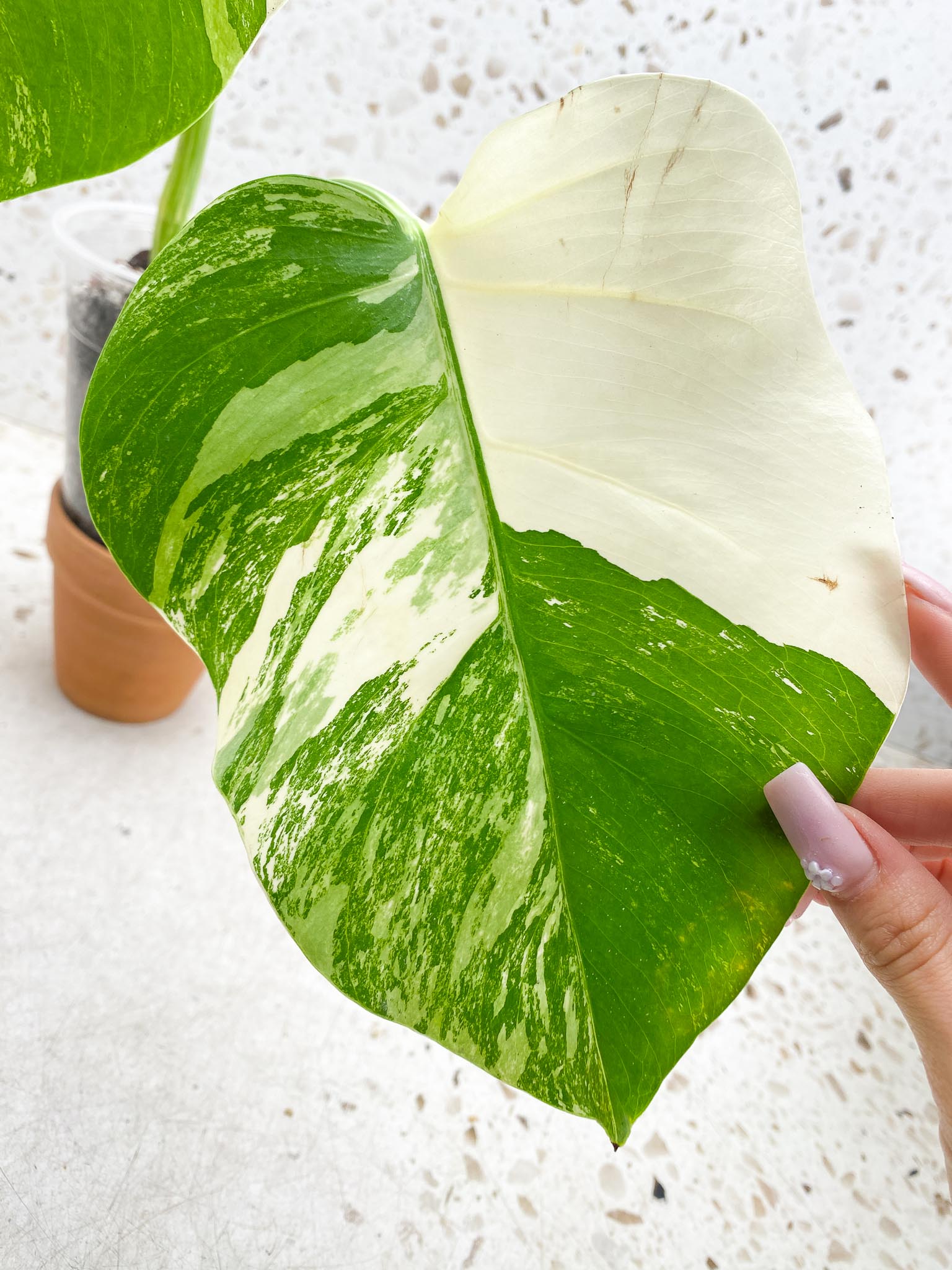 *Monstera albo Japanese White Tiger 2 Leaves  2 Nodes  Rooted