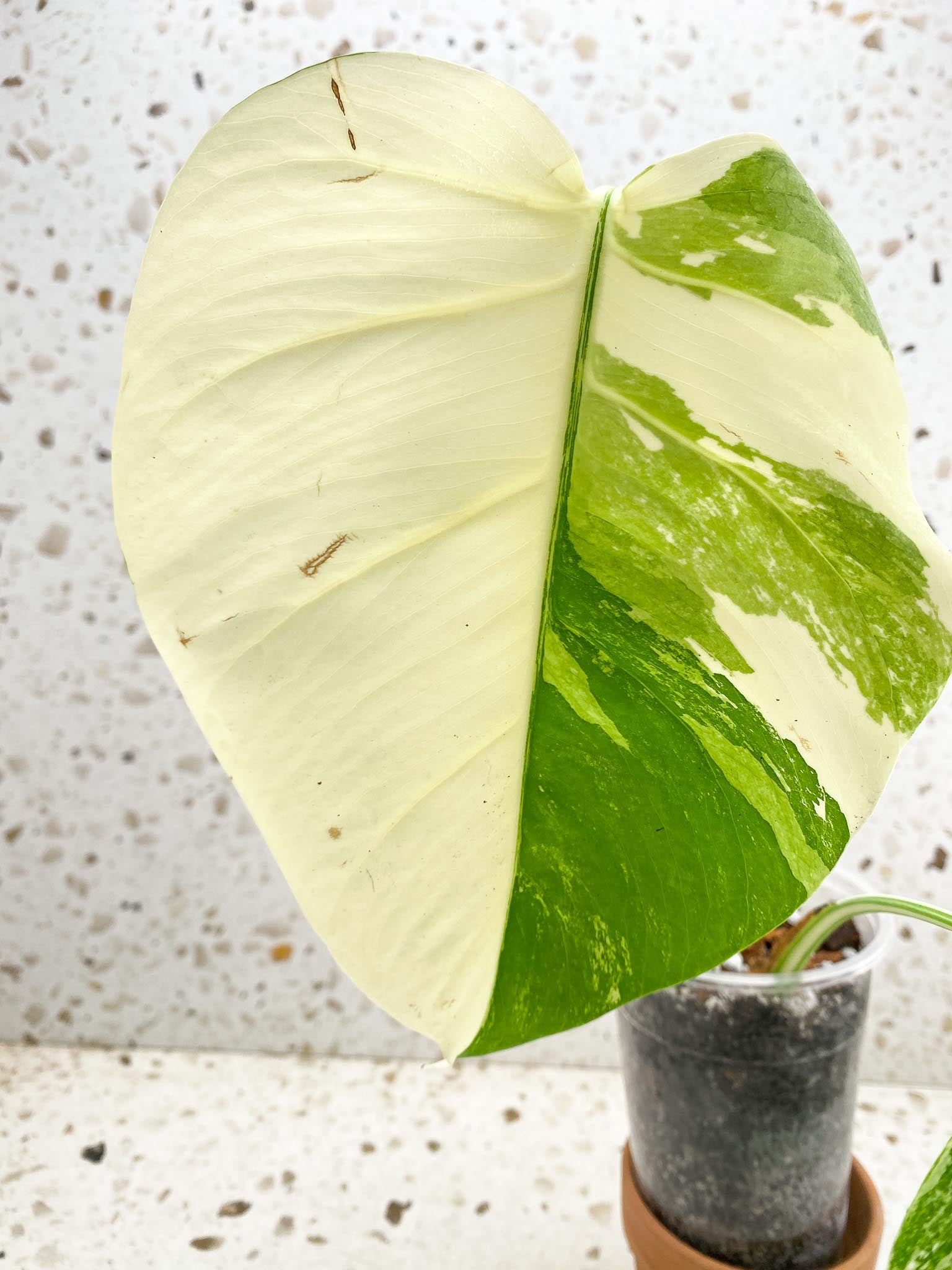 *Monstera albo Japanese White Tiger 2 Leaves  2 Nodes  Rooted