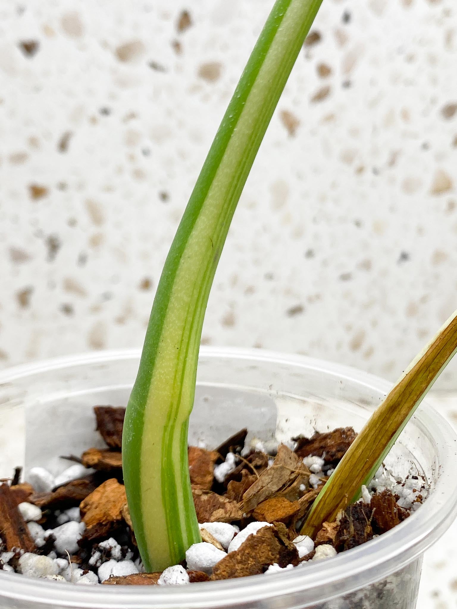 *Monstera albo Japanese White Tiger 2 Leaves  2 Nodes  Rooted