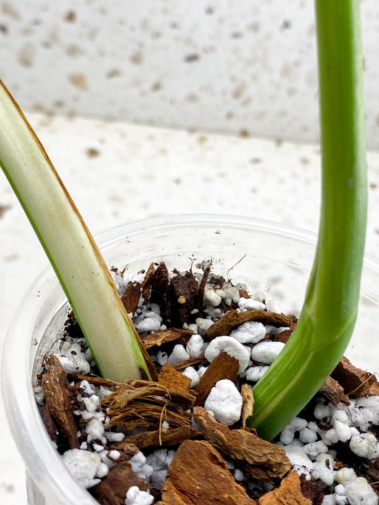 *Monstera albo Japanese White Tiger 2 Leaves  2 Nodes  Rooted