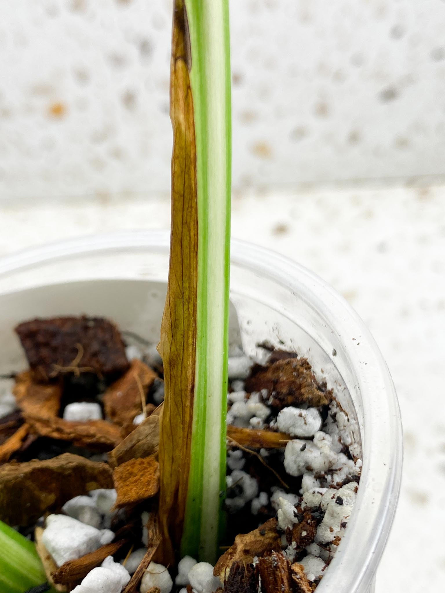 *Monstera albo Japanese White Tiger 2 Leaves  2 Nodes  Rooted