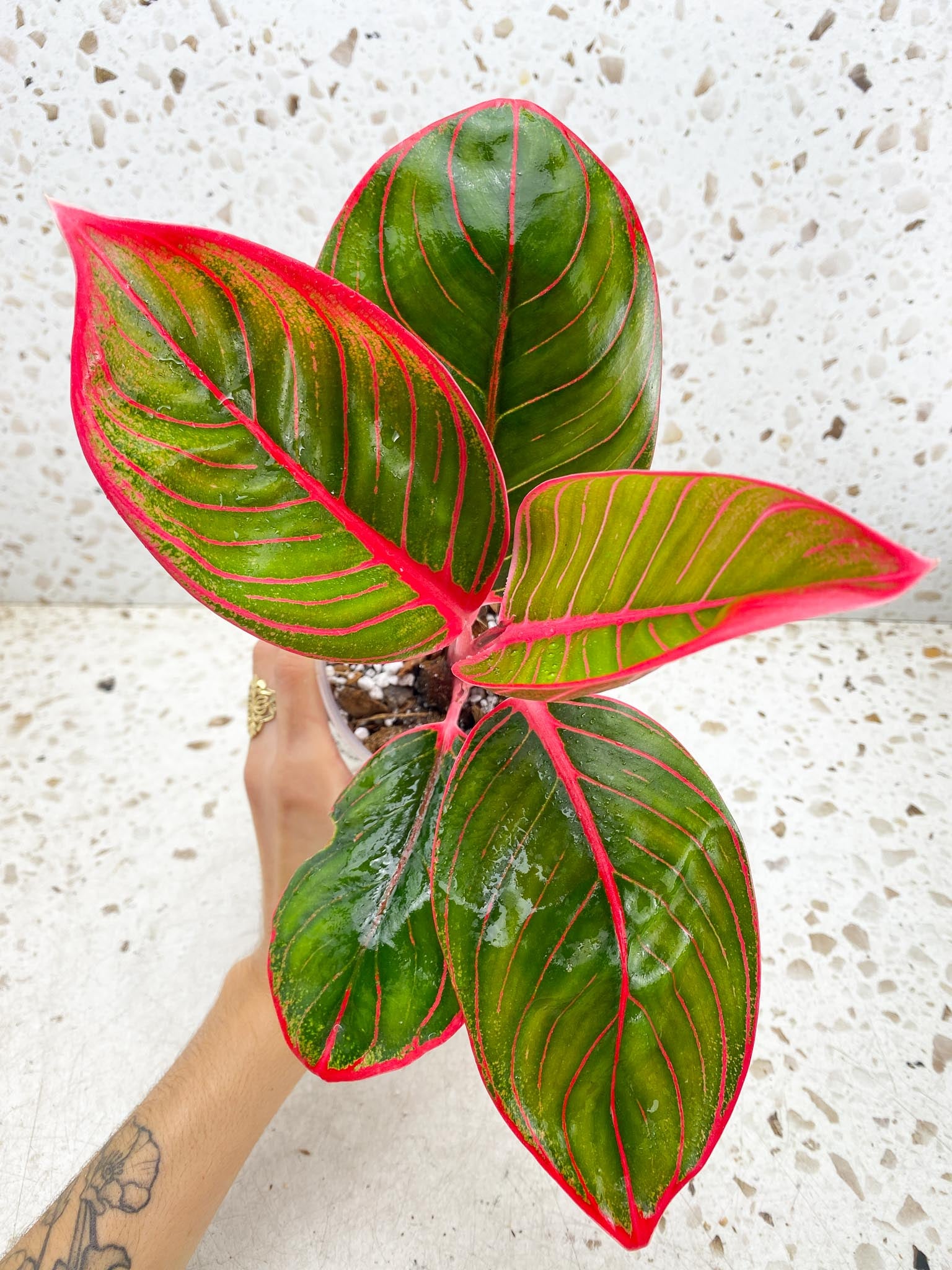 Aglaonema Khanza Sunset 5 leaves Multiple Nodes 1 Sprout Top Cutting