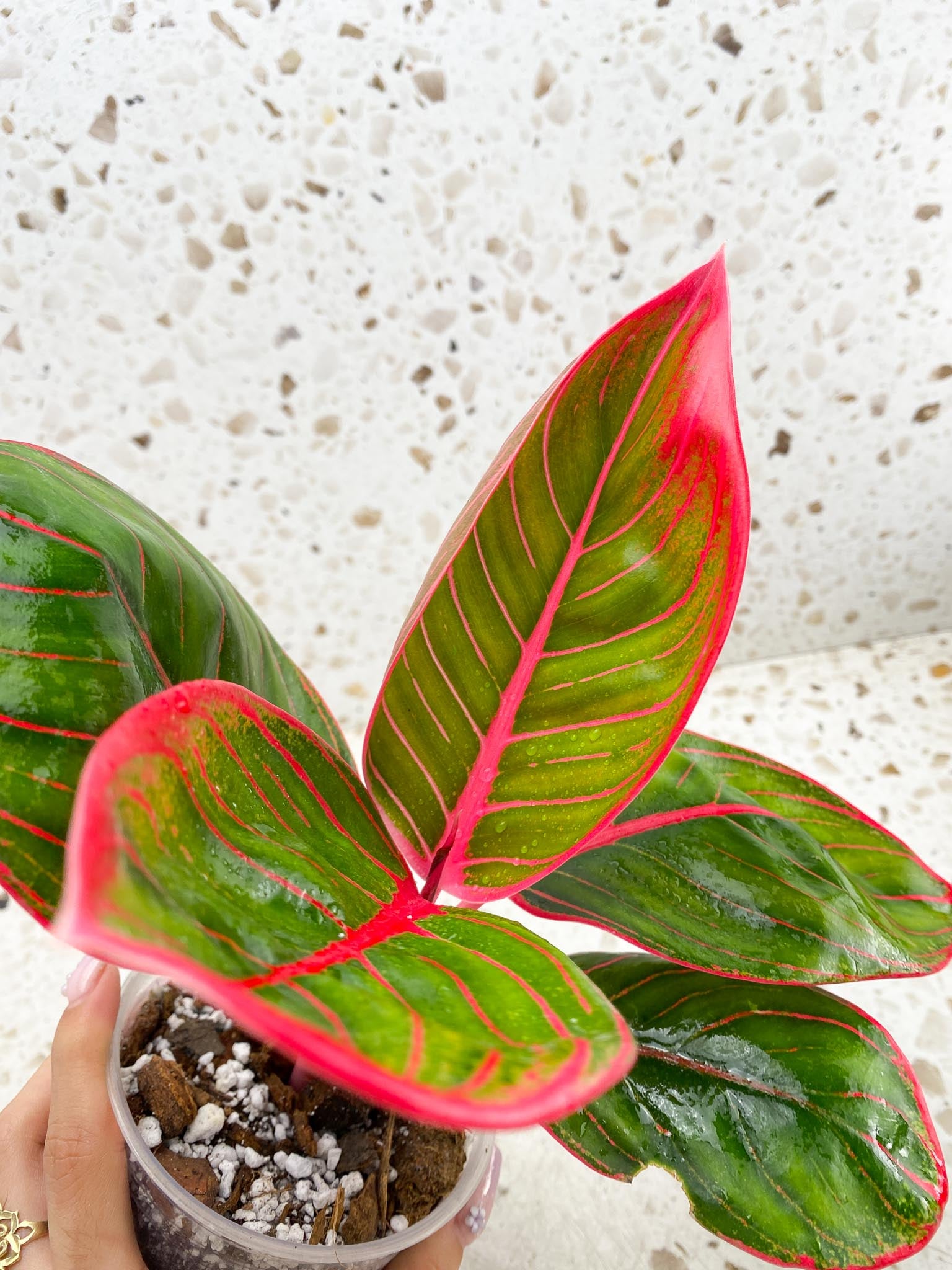 Aglaonema Khanza Sunset 5 leaves Multiple Nodes 1 Sprout Top Cutting