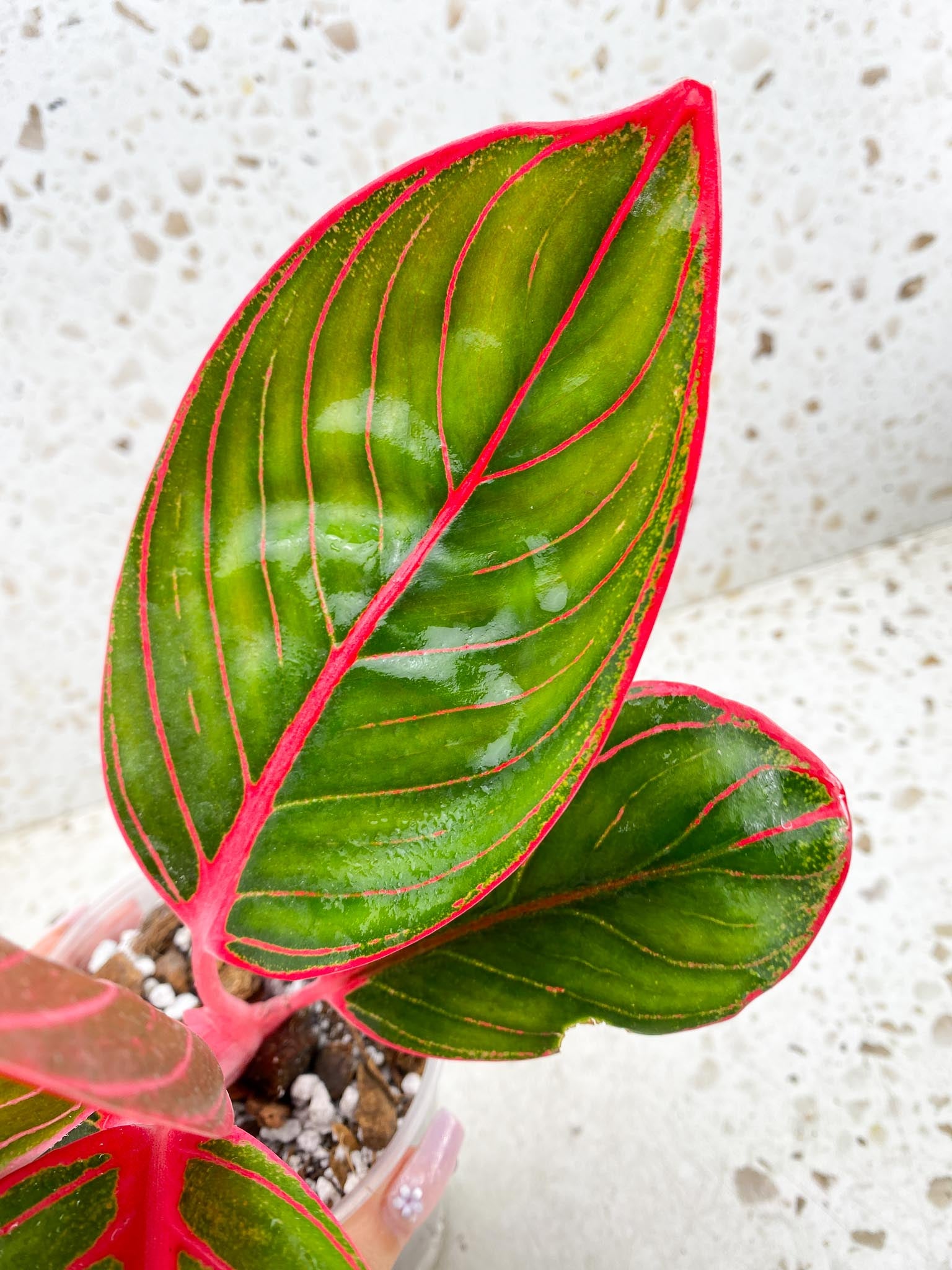 Aglaonema Khanza Sunset 5 leaves Multiple Nodes 1 Sprout Top Cutting