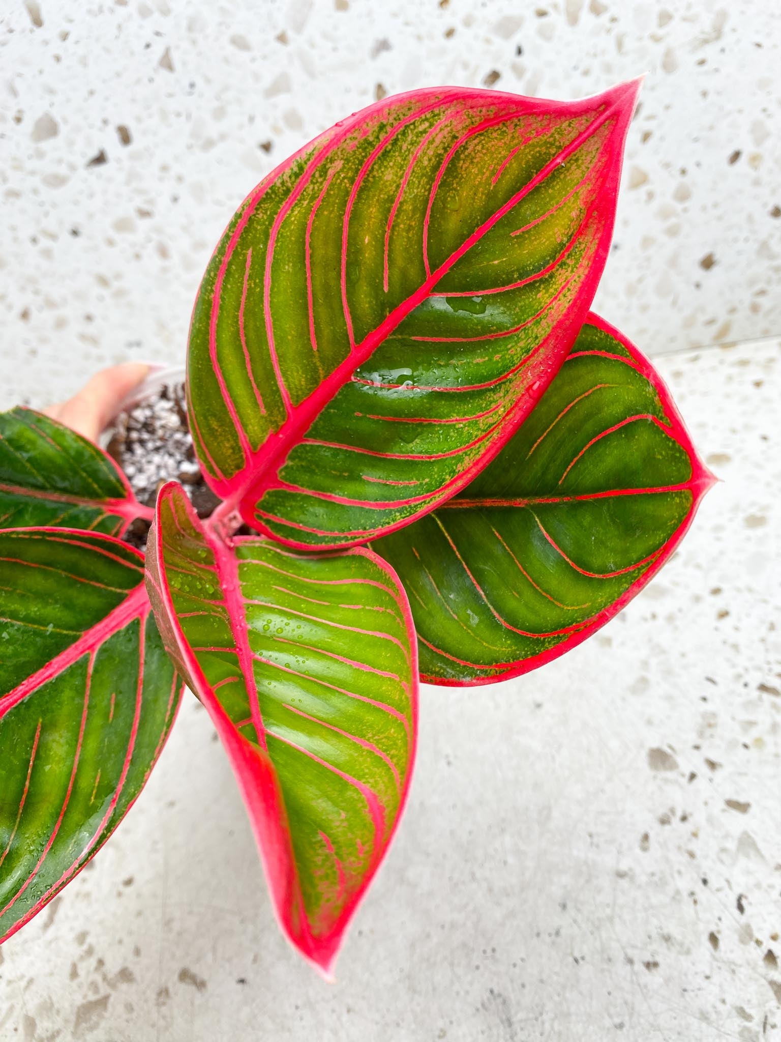 Aglaonema Khanza Sunset 5 leaves Multiple Nodes 1 Sprout Top Cutting