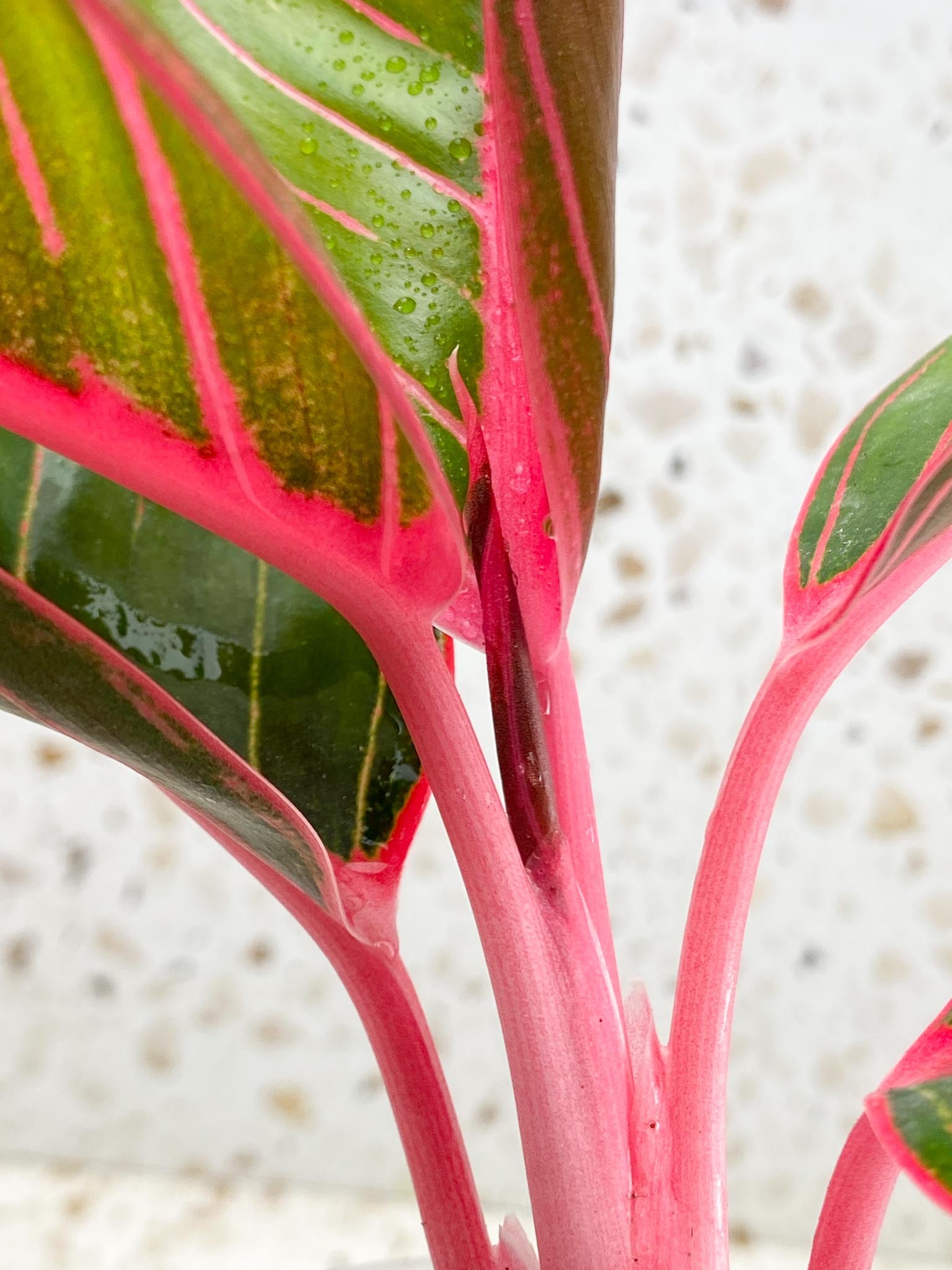 Aglaonema Khanza Sunset 5 leaves Multiple Nodes 1 Sprout Top Cutting