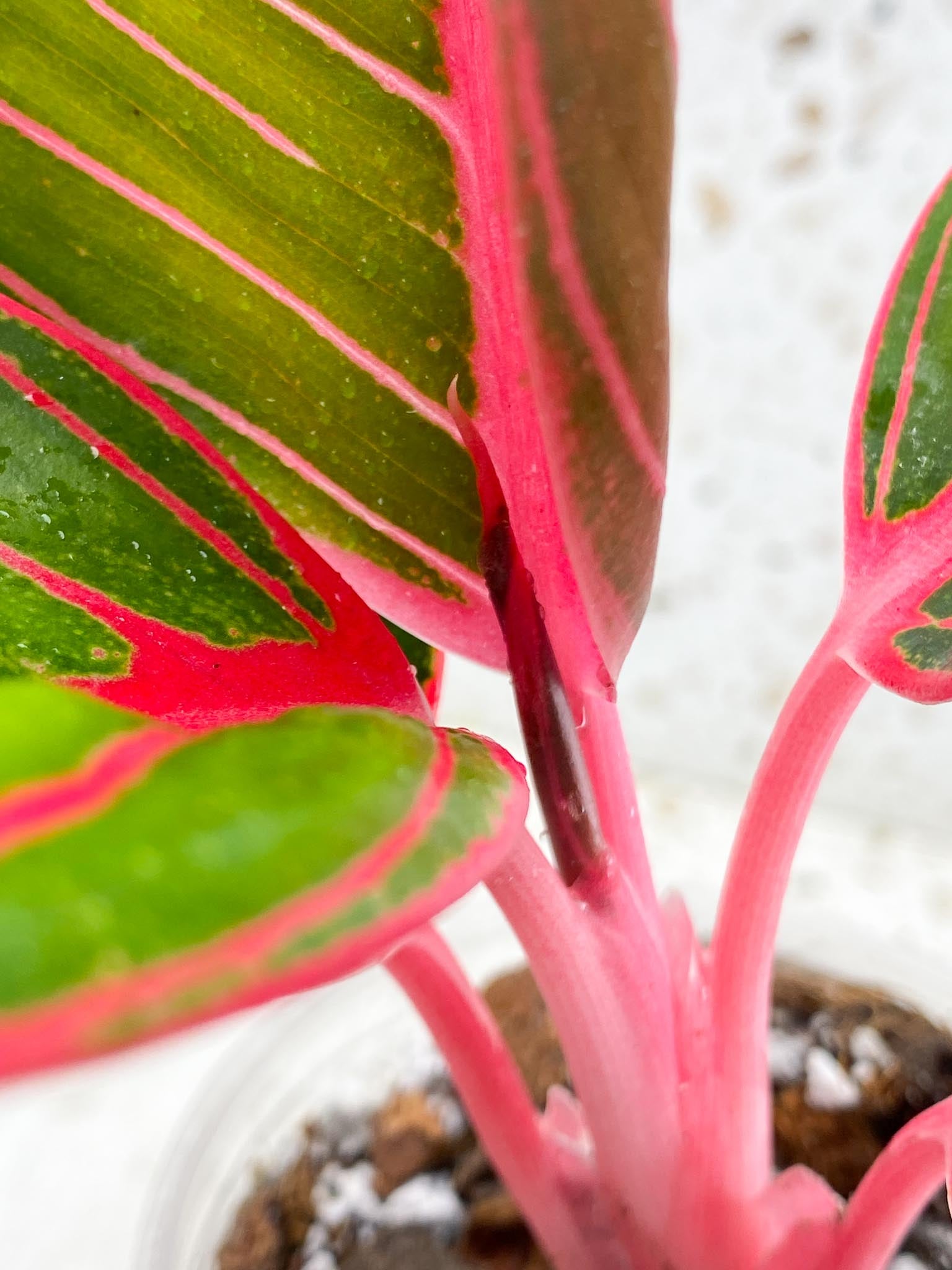 Aglaonema Khanza Sunset 5 leaves Multiple Nodes 1 Sprout Top Cutting