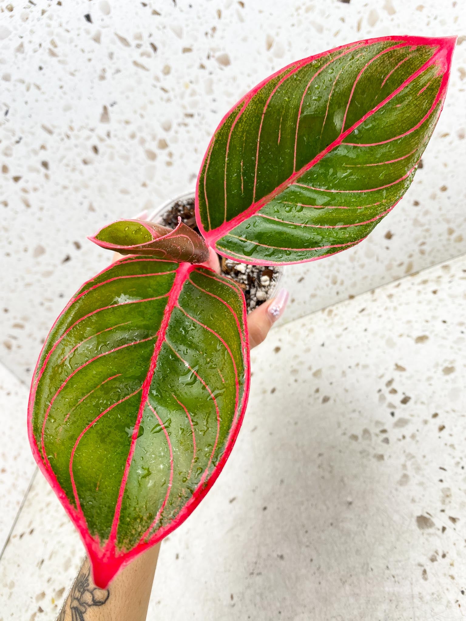 Aglaonema Khanza Sunset 3 Leaves  Top Cutting