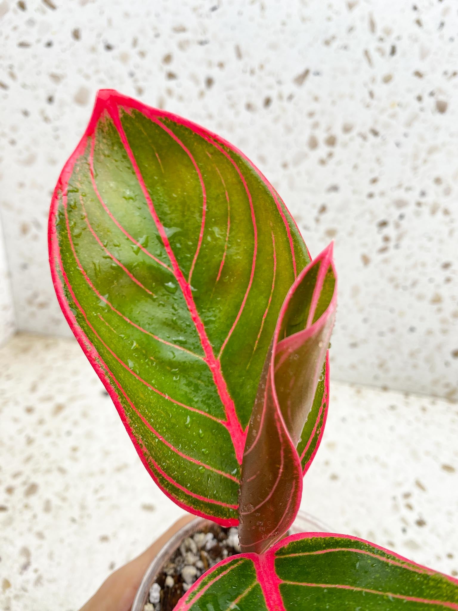 Aglaonema Khanza Sunset 3 Leaves  Top Cutting