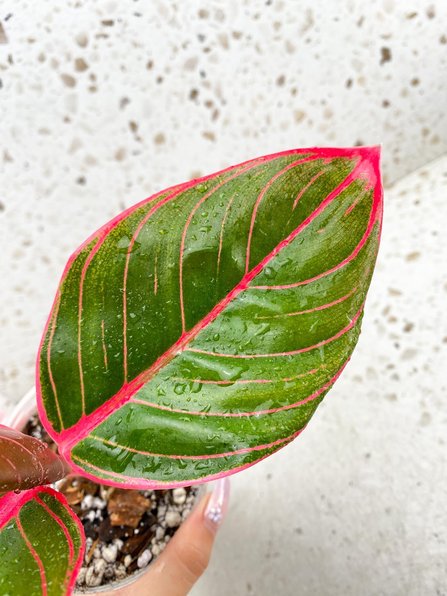 Aglaonema Khanza Sunset 3 Leaves  Top Cutting