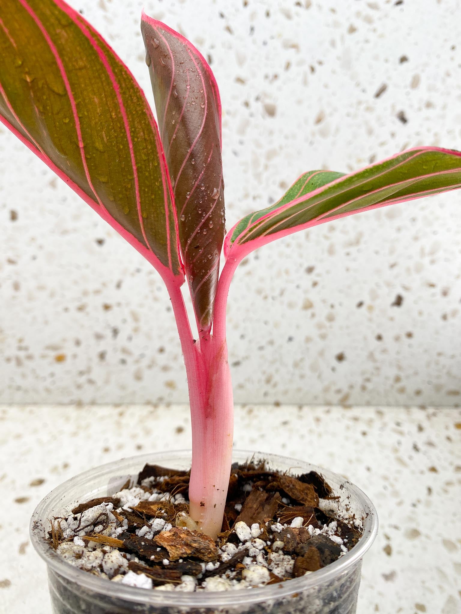 Aglaonema Khanza Sunset 3 Leaves  Top Cutting