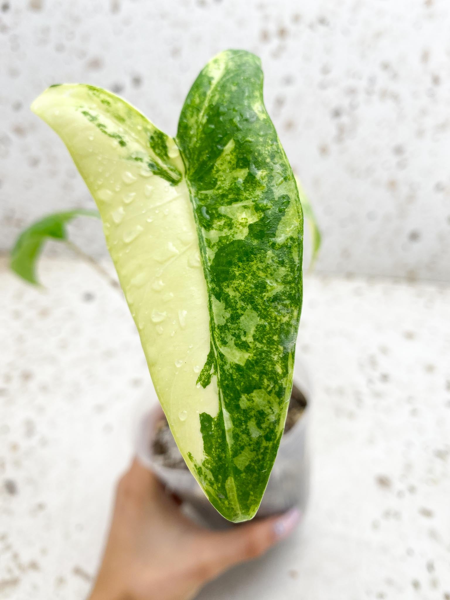 Alocasia Zebrina Aurea Variegated 3 Leaves  3 Nodes  Top Cutting Rooted