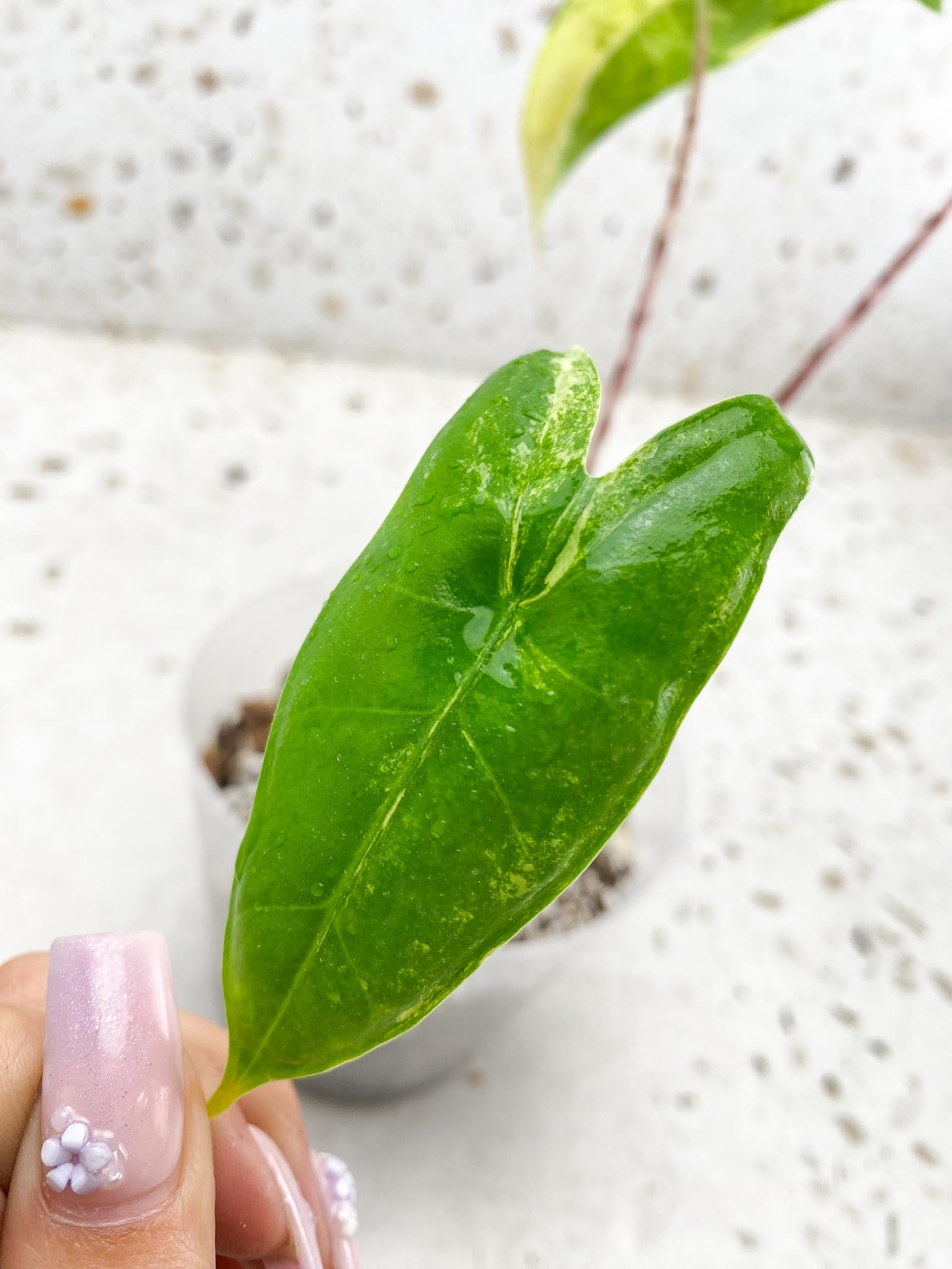 Alocasia Zebrina Aurea Variegated 3 Leaves  3 Nodes  Top Cutting Rooted