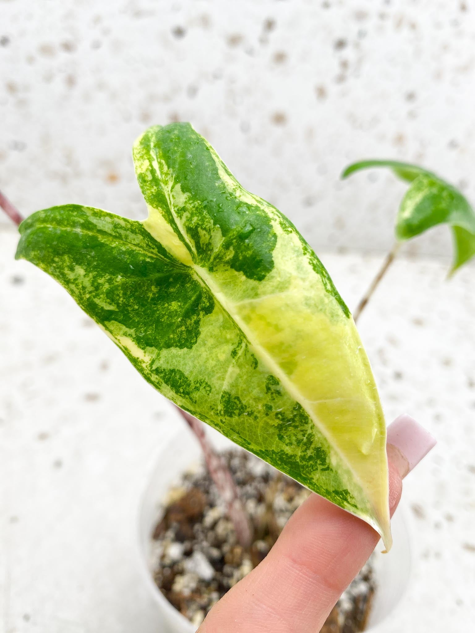 Alocasia Zebrina Aurea Variegated 3 Leaves  3 Nodes  Top Cutting Rooted