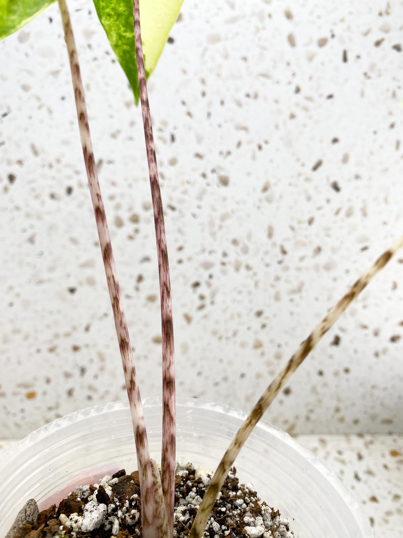 Alocasia Zebrina Aurea Variegated 3 Leaves  3 Nodes  Top Cutting Rooted