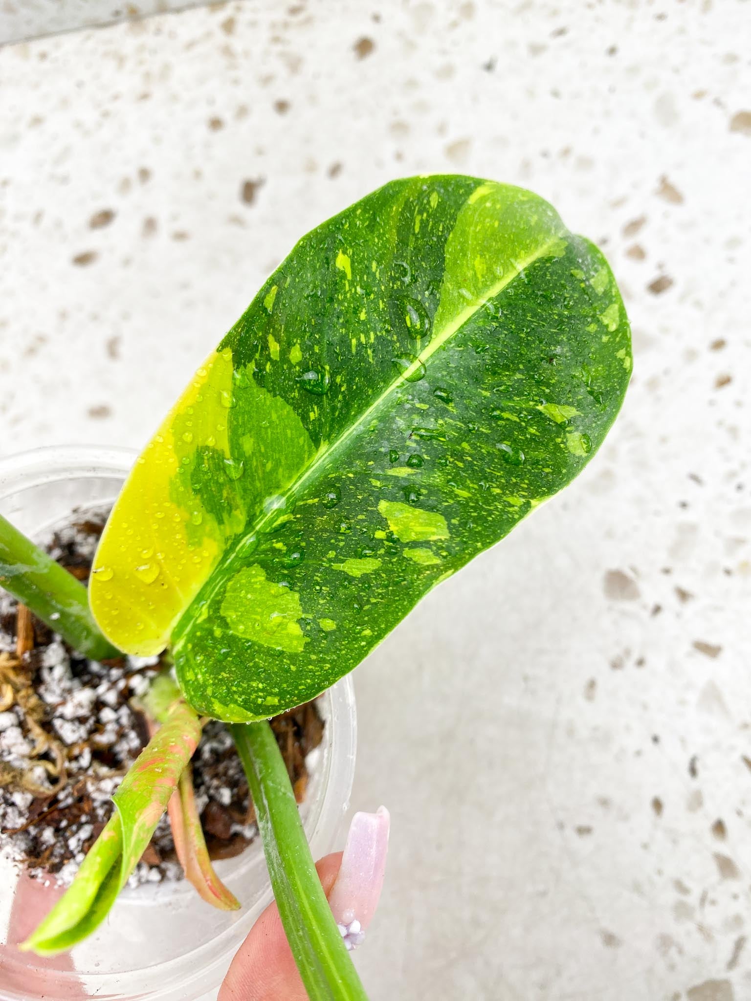 Philodendron Green Congo Nuclear Variegated 4 Leaves  5 Nodes  1 Sprout top cutting  Rooted