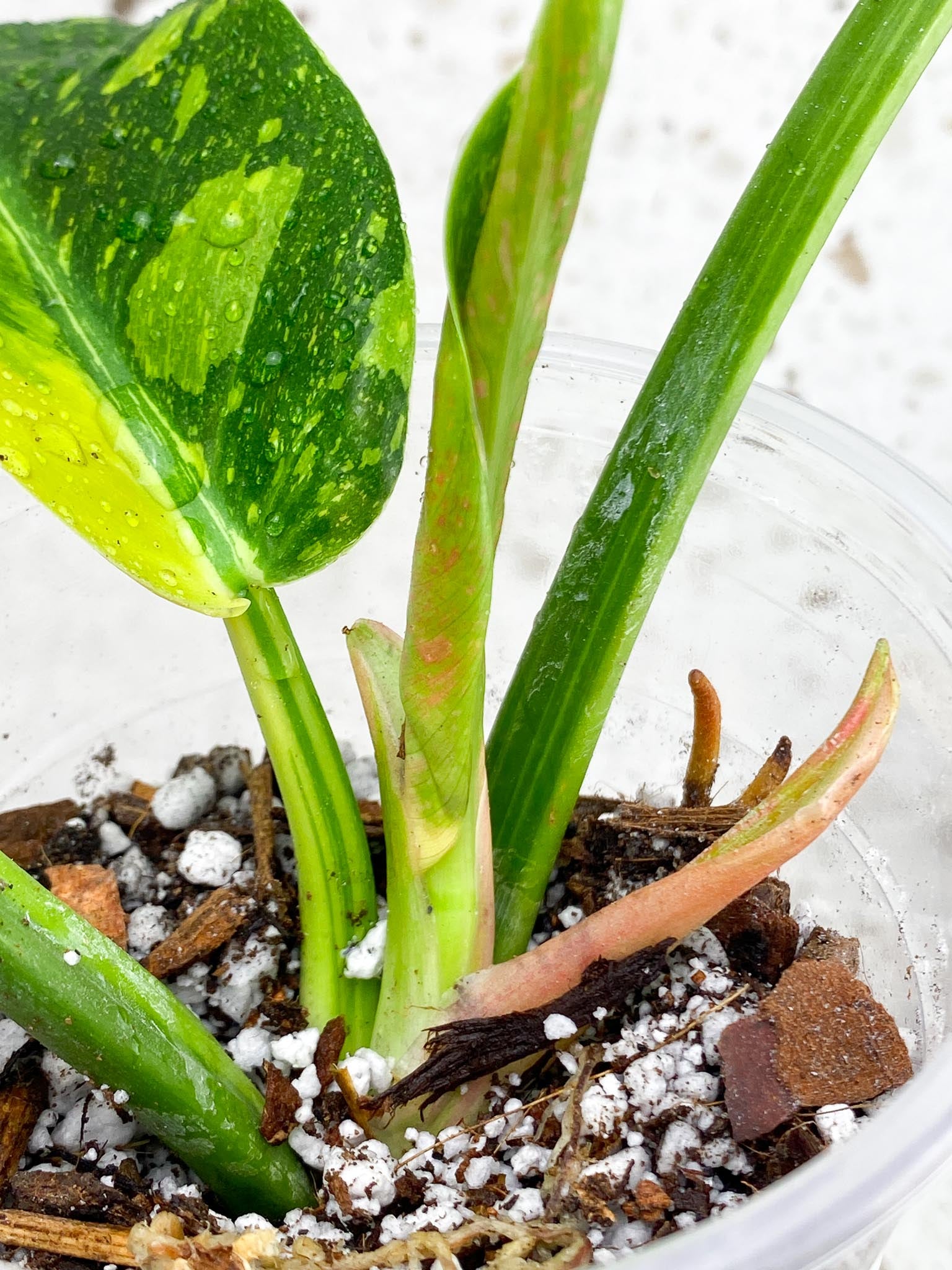 Philodendron Green Congo Nuclear Variegated 4 Leaves  5 Nodes  1 Sprout top cutting  Rooted