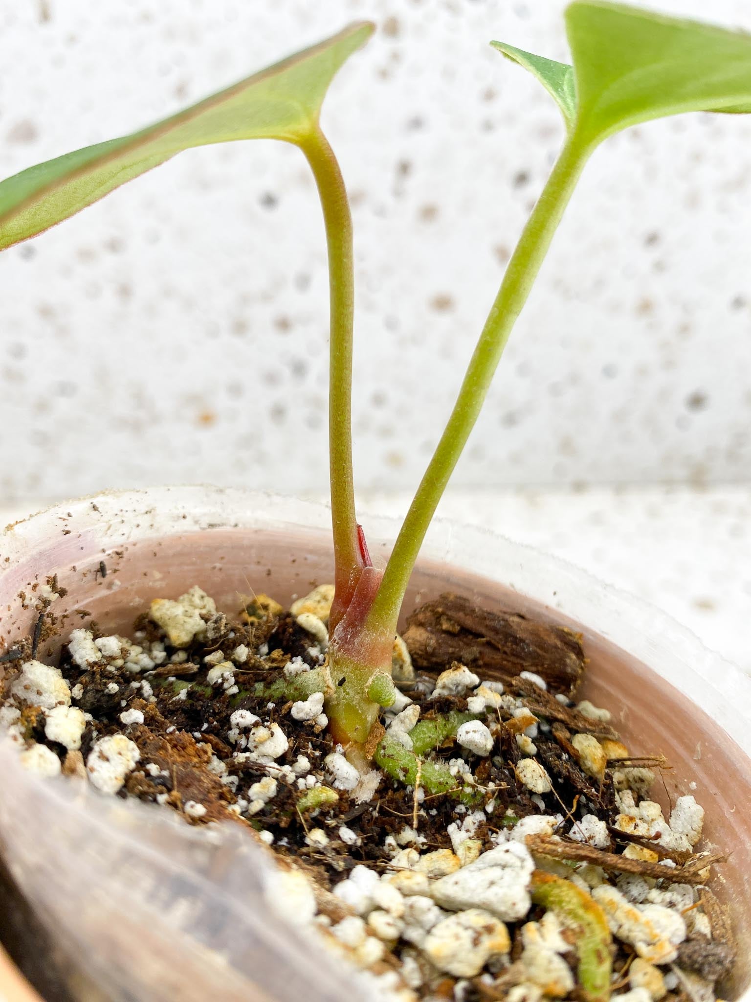 Anthurium King of spades butterfly  2 Leaves  2 Nodes 1 Growing Bud  Rooted