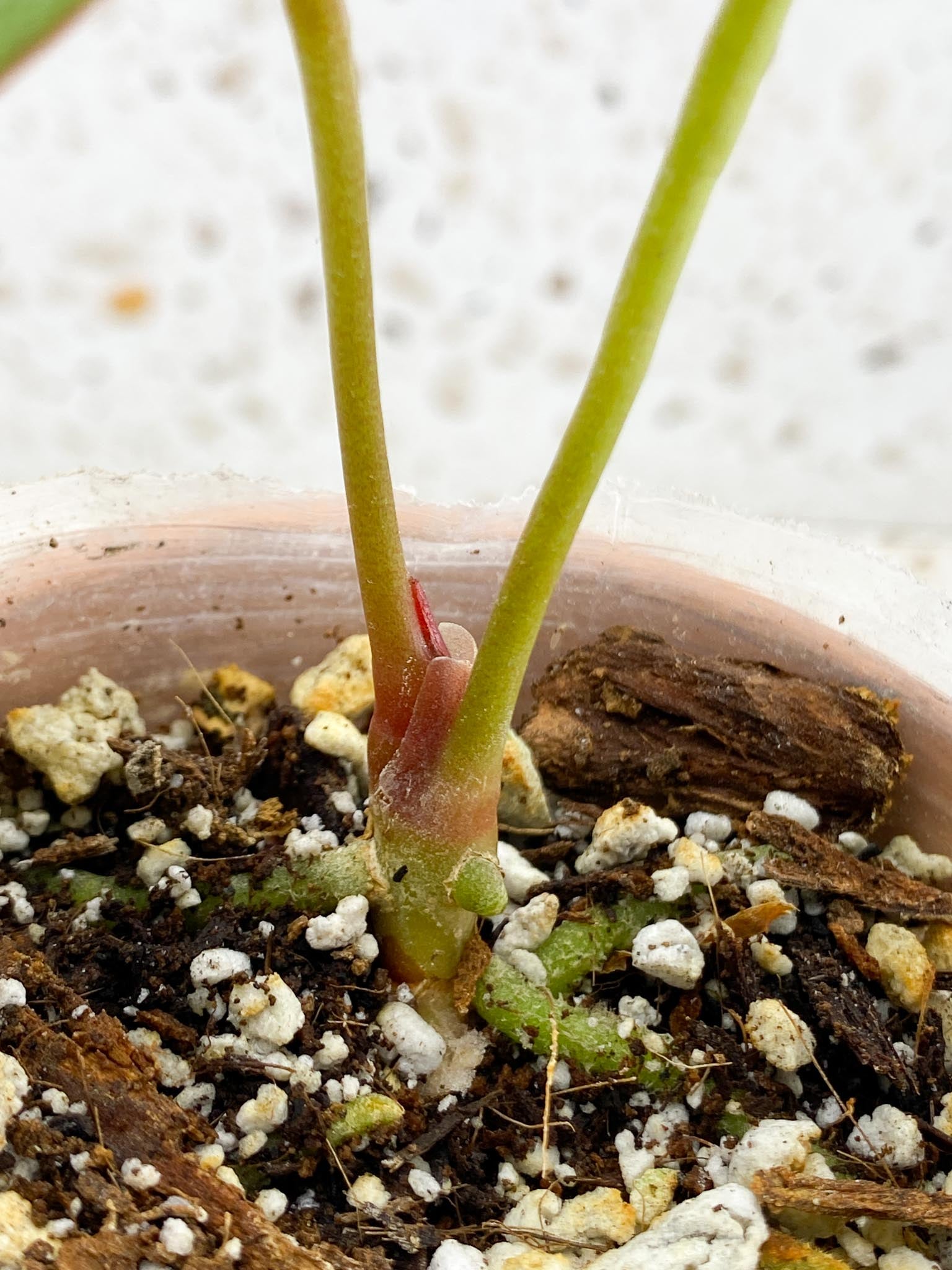 Anthurium King of spades butterfly  2 Leaves  2 Nodes 1 Growing Bud  Rooted