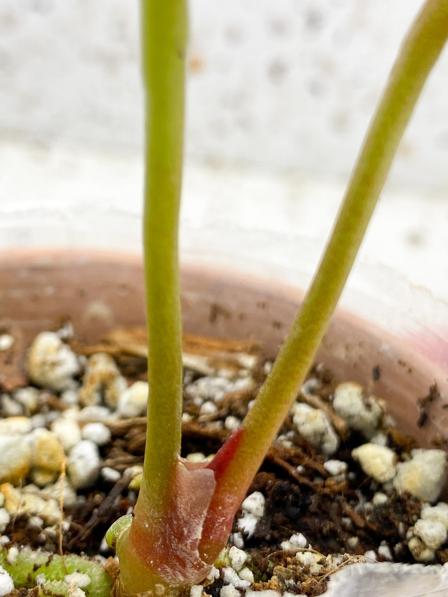 Anthurium King of spades butterfly  2 Leaves  2 Nodes 1 Growing Bud  Rooted