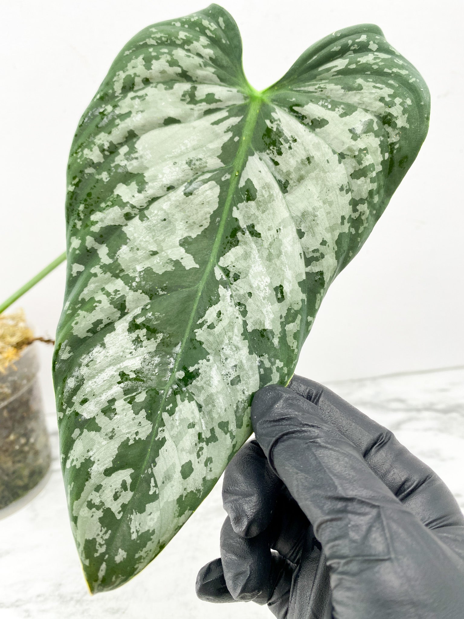 Philodendron Brandtianum Wild Form 1 large leaf