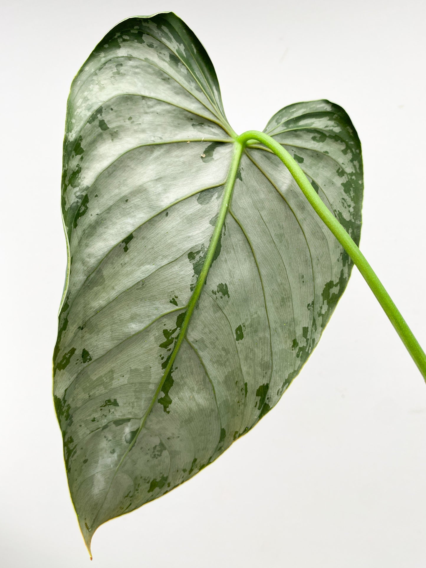 Philodendron Brandtianum Wild Form 1 large leaf