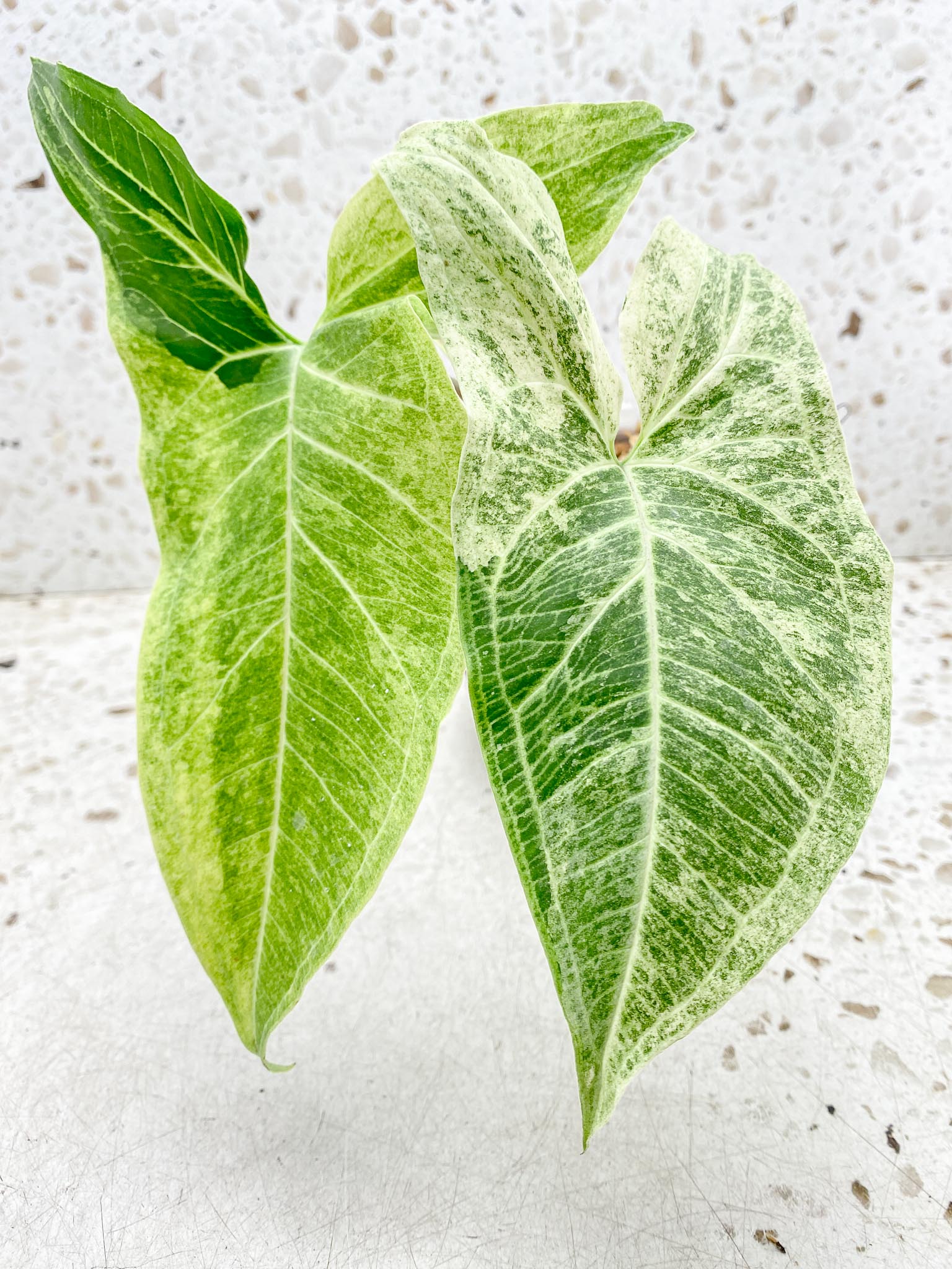 Syngonium Batik Mint Variegated 2 Leaves  mother plant (Showcase)