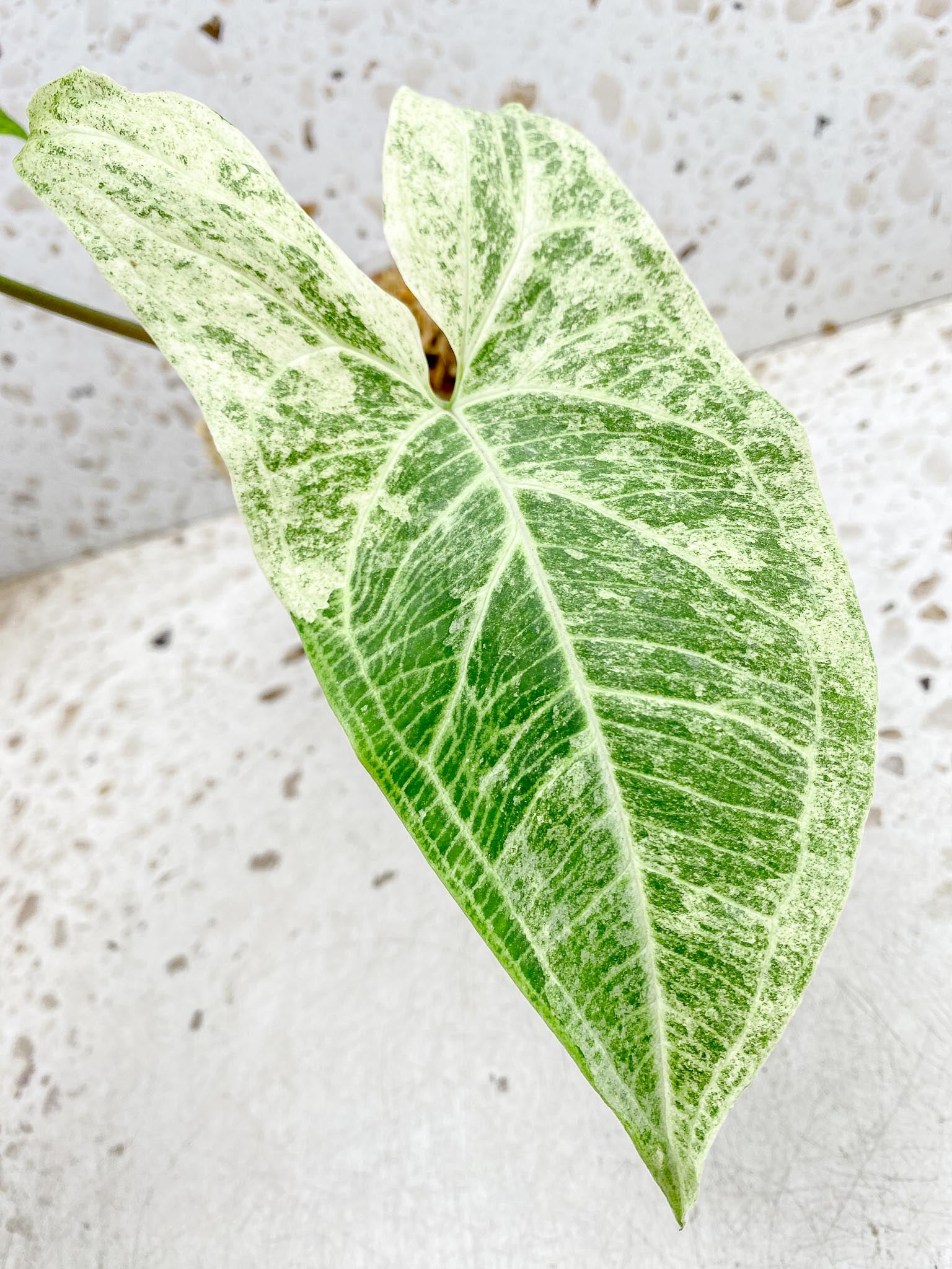 Syngonium Batik Mint Variegated 2 Leaves  mother plant (Showcase)