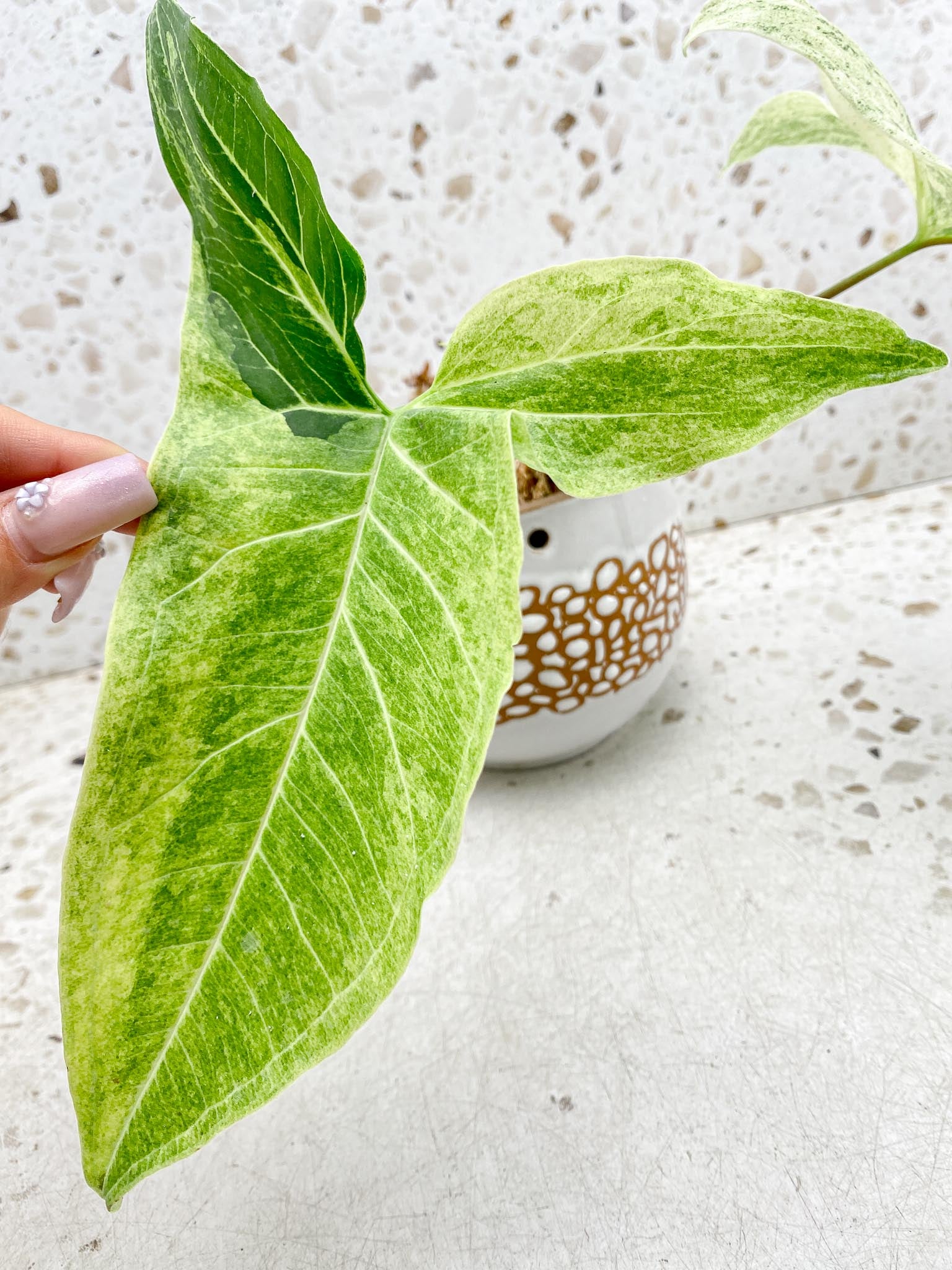 Syngonium Batik Mint Variegated 2 Leaves  mother plant (Showcase)