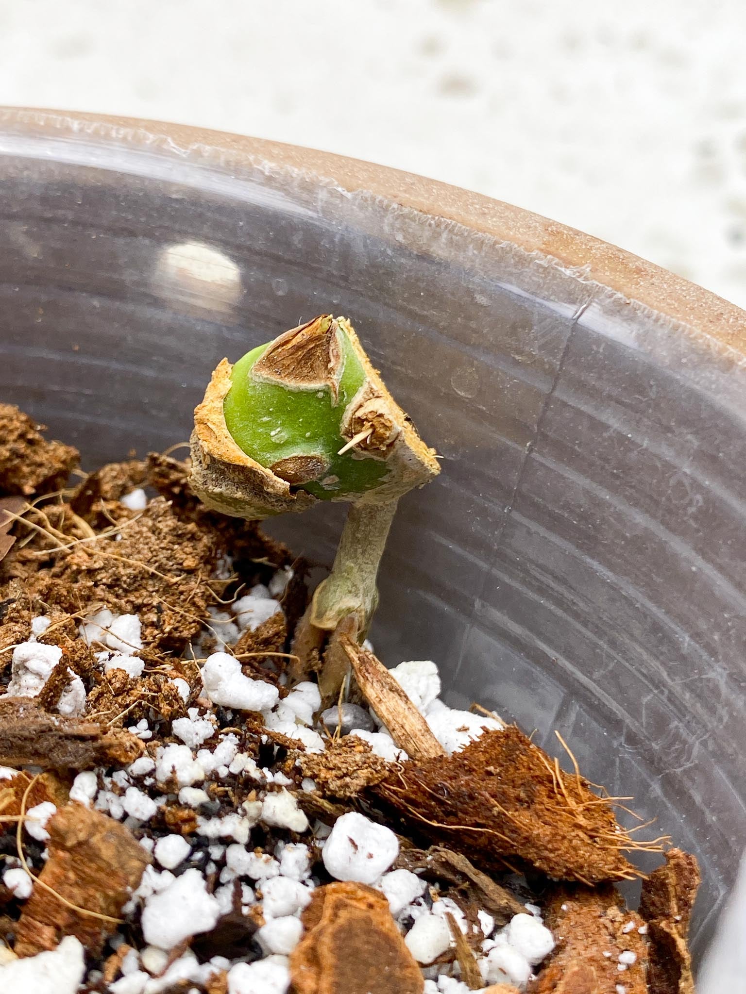 Anthurium Red Vein Dark Phoenix  x Magnificum Verde 1 Node  1 Growing Bud Rooted