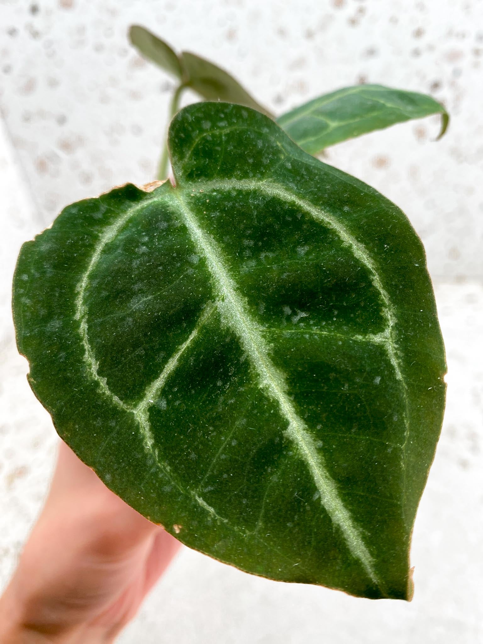 Anthurium Wonderboy x Michelle 3 Leaves  3 Nodes  Top Cutting Rooted