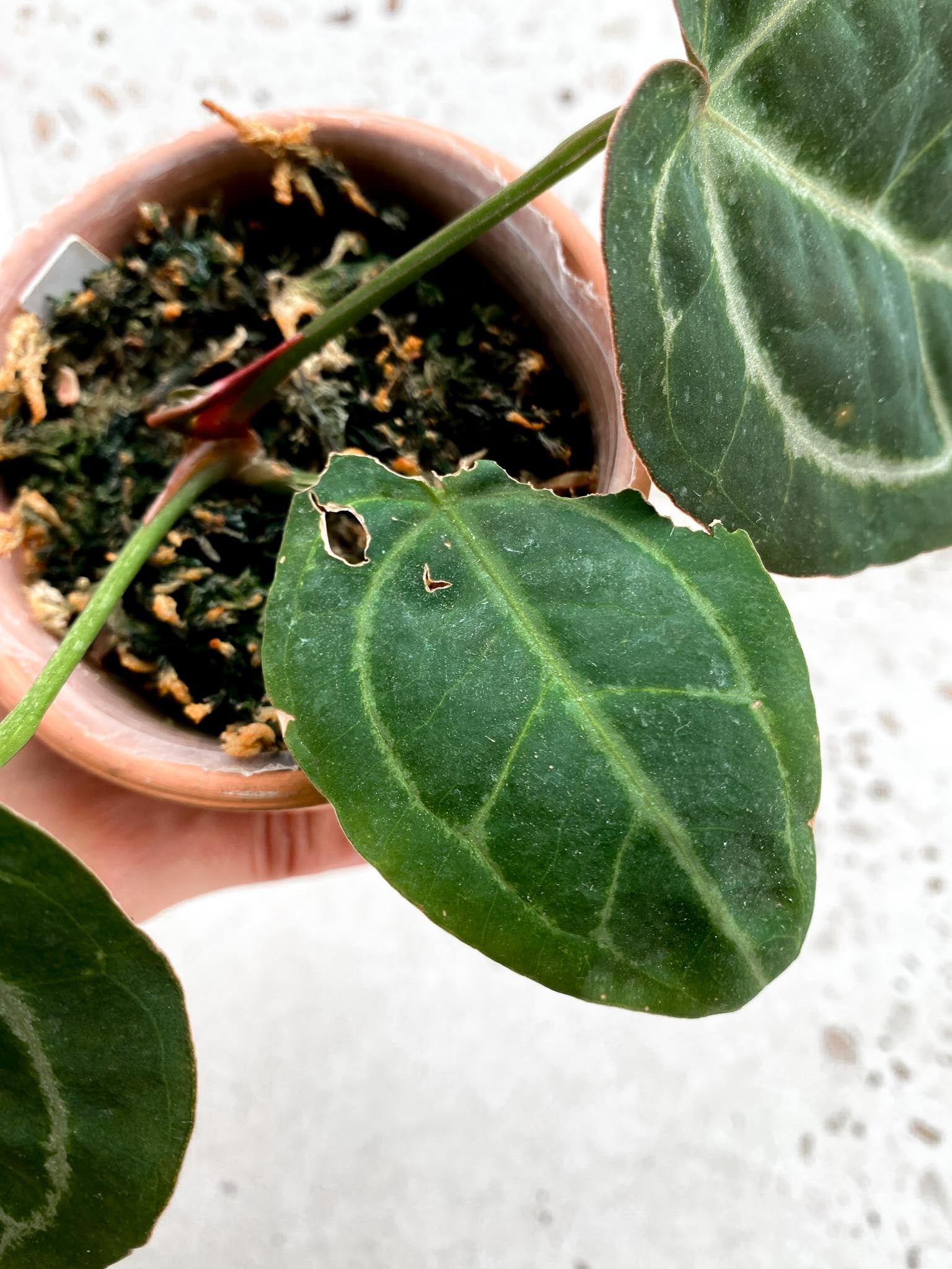 Anthurium Wonderboy x Michelle 3 Leaves  3 Nodes  Top Cutting Rooted