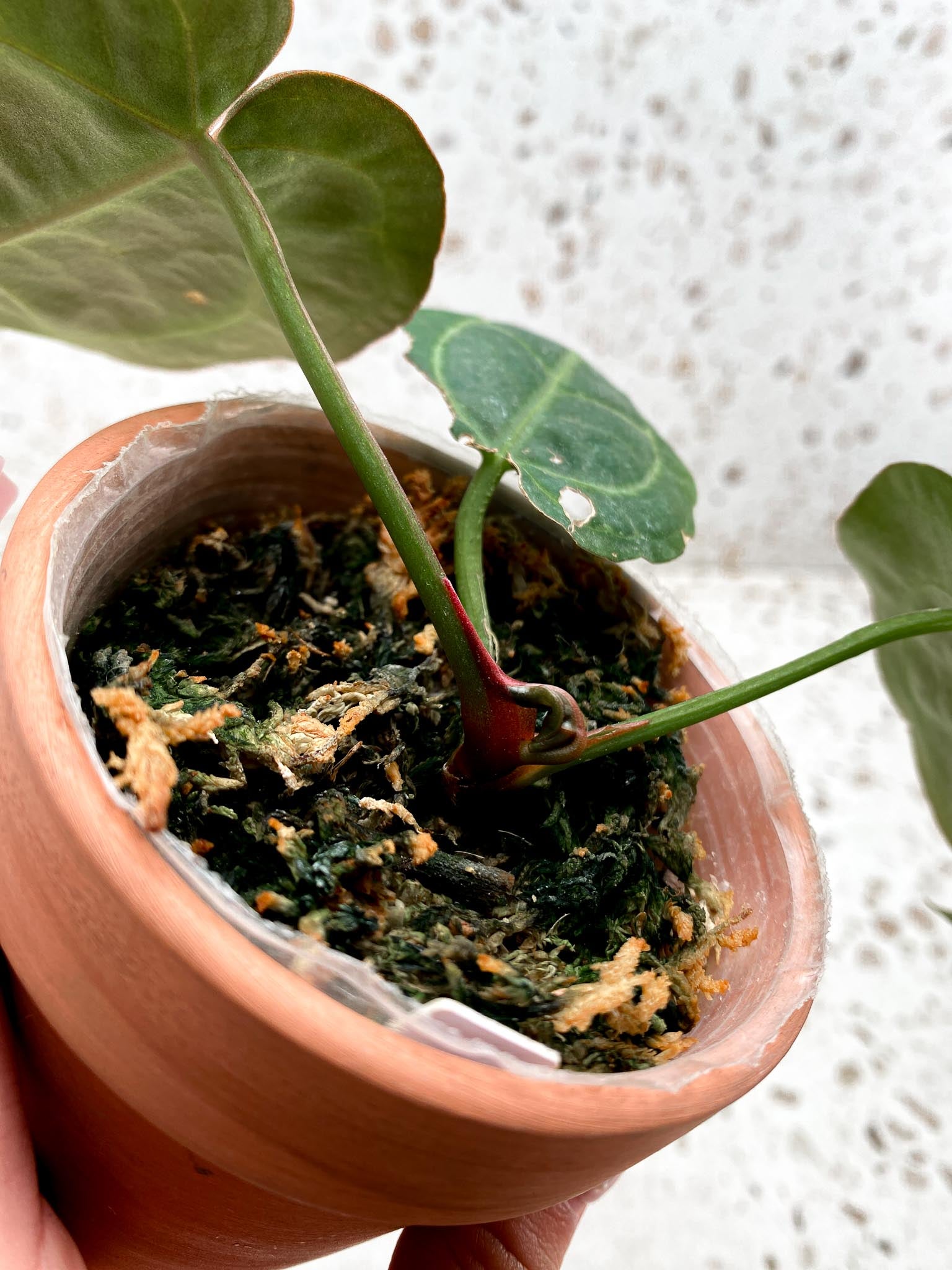 Anthurium Wonderboy x Michelle 3 Leaves  3 Nodes  Top Cutting Rooted