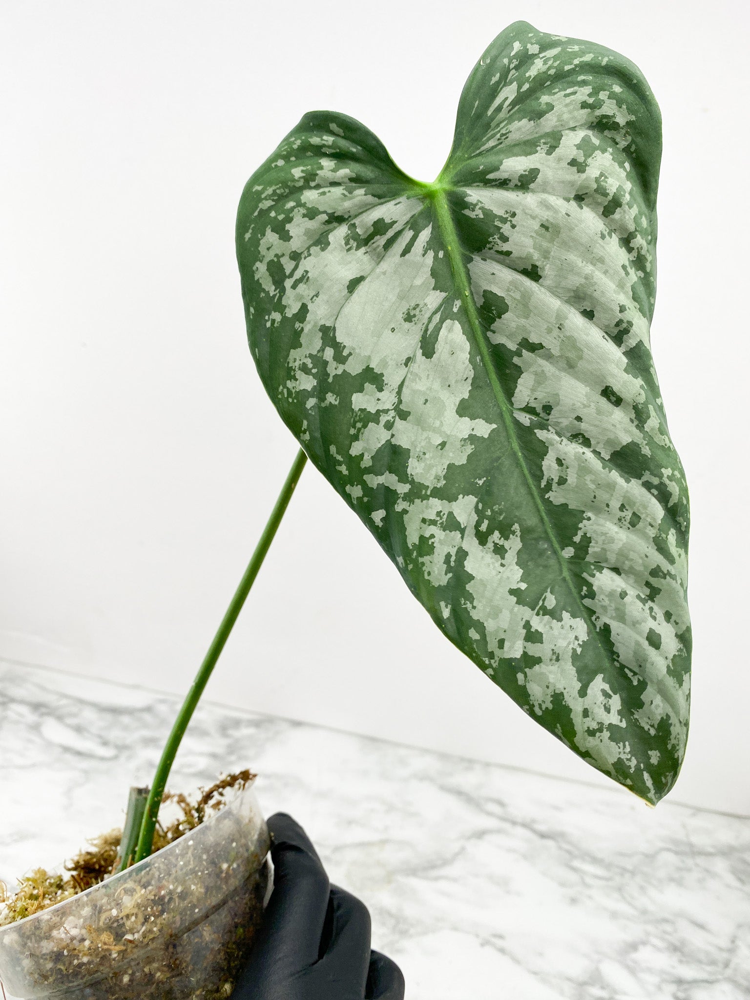 Philodendron Brandtianum Wild Form 1 large leaf