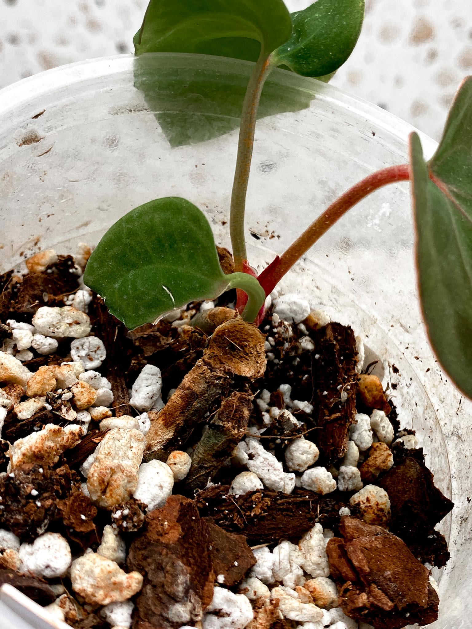 Anthurium  papillilamimum Long And Bullet x Red Vein Dark Pheonix 3 Leaves  3 Nodes  top cutting Rooted