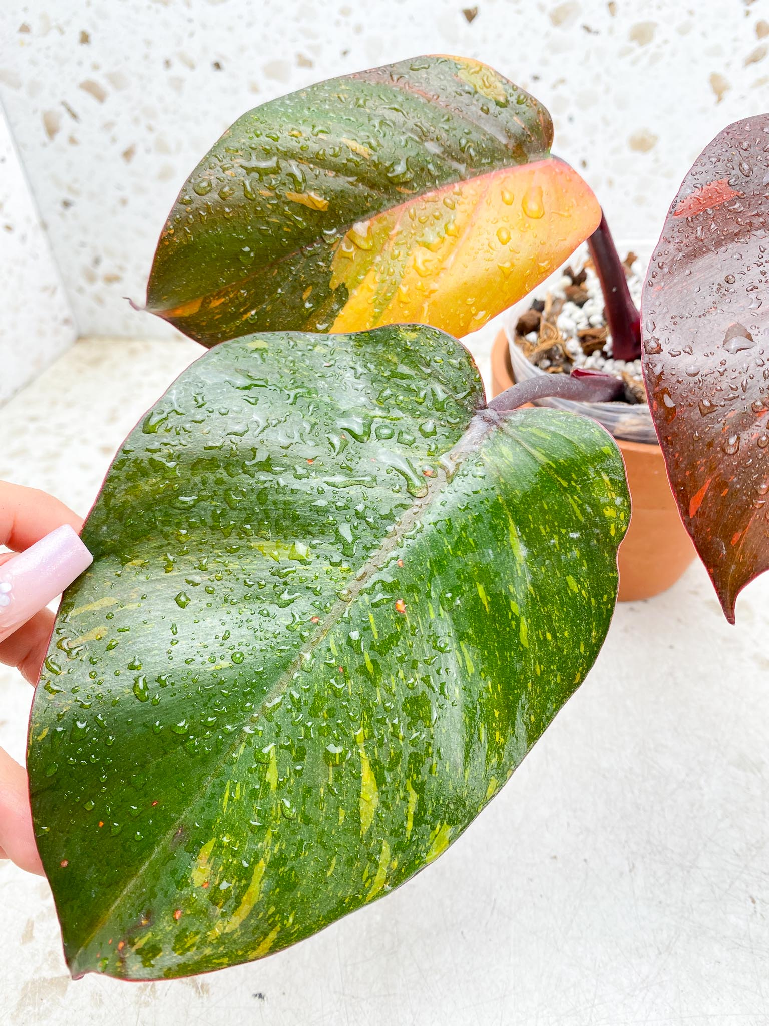 Philodendron Orange Princess Variegated 4 Leaves  5 Nodes  1 Sprout  top cutting Rooted