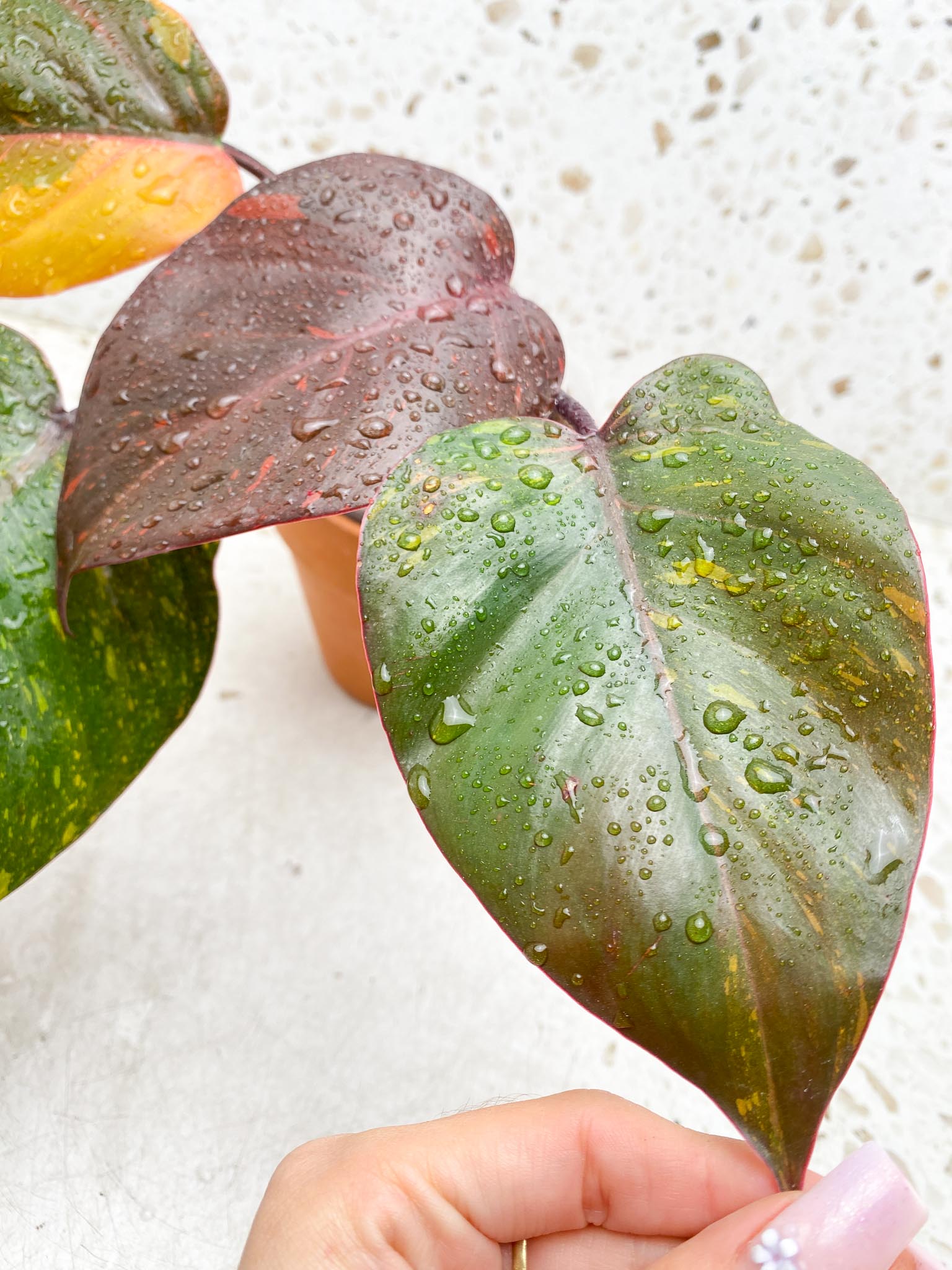 Philodendron Orange Princess Variegated 4 Leaves  5 Nodes  1 Sprout  top cutting Rooted