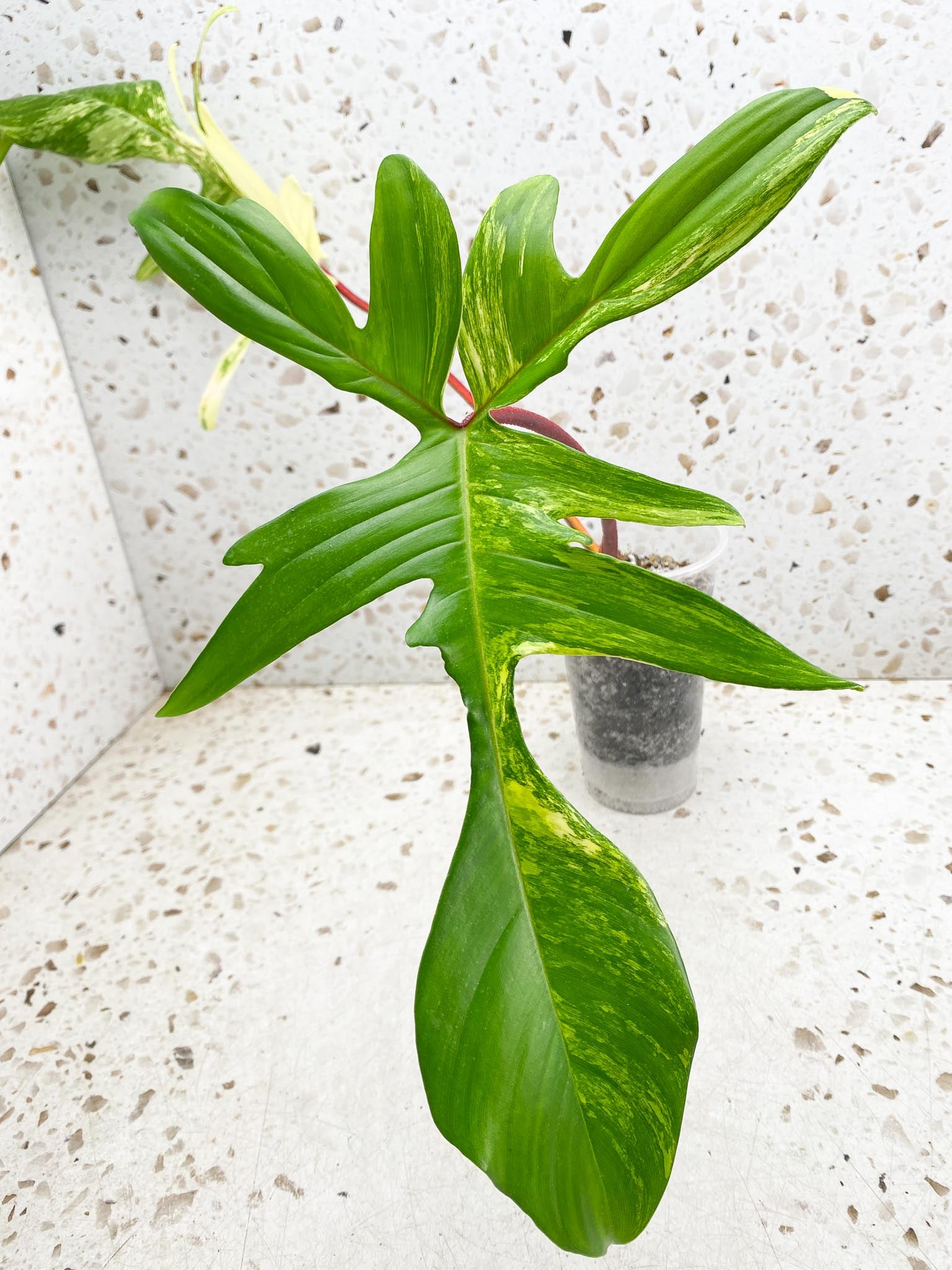 Philodendron Florida beauty Variegated 2 big Leaves  3 Nodes  1 Sprout  Rooted