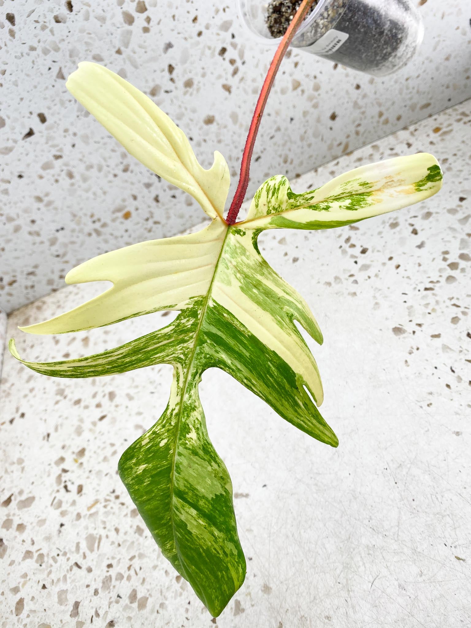 Philodendron Florida beauty Variegated 2 big Leaves  3 Nodes  1 Sprout  Rooted