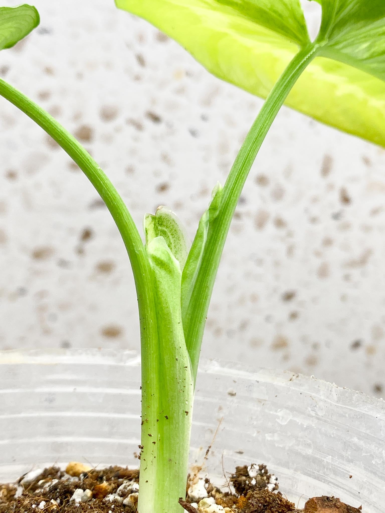 Schismatoglottis wallichii variegated 3 Leaves  3 Nodes  top cutting Rooted