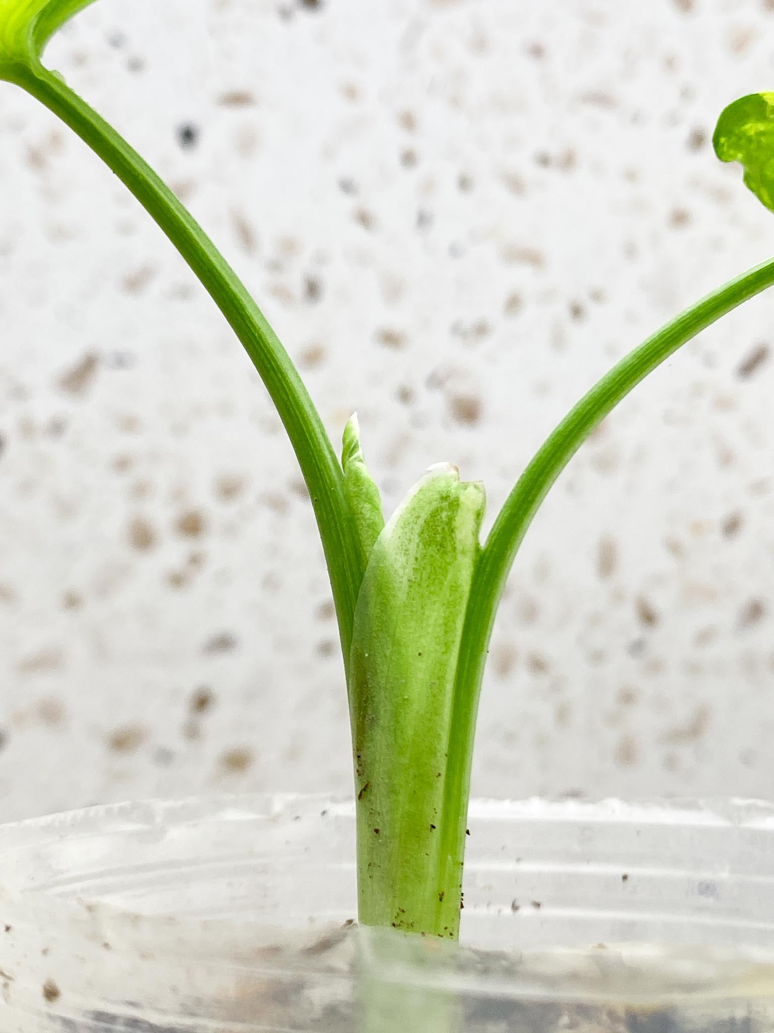 Schismatoglottis wallichii variegated 3 Leaves  3 Nodes  top cutting Rooted