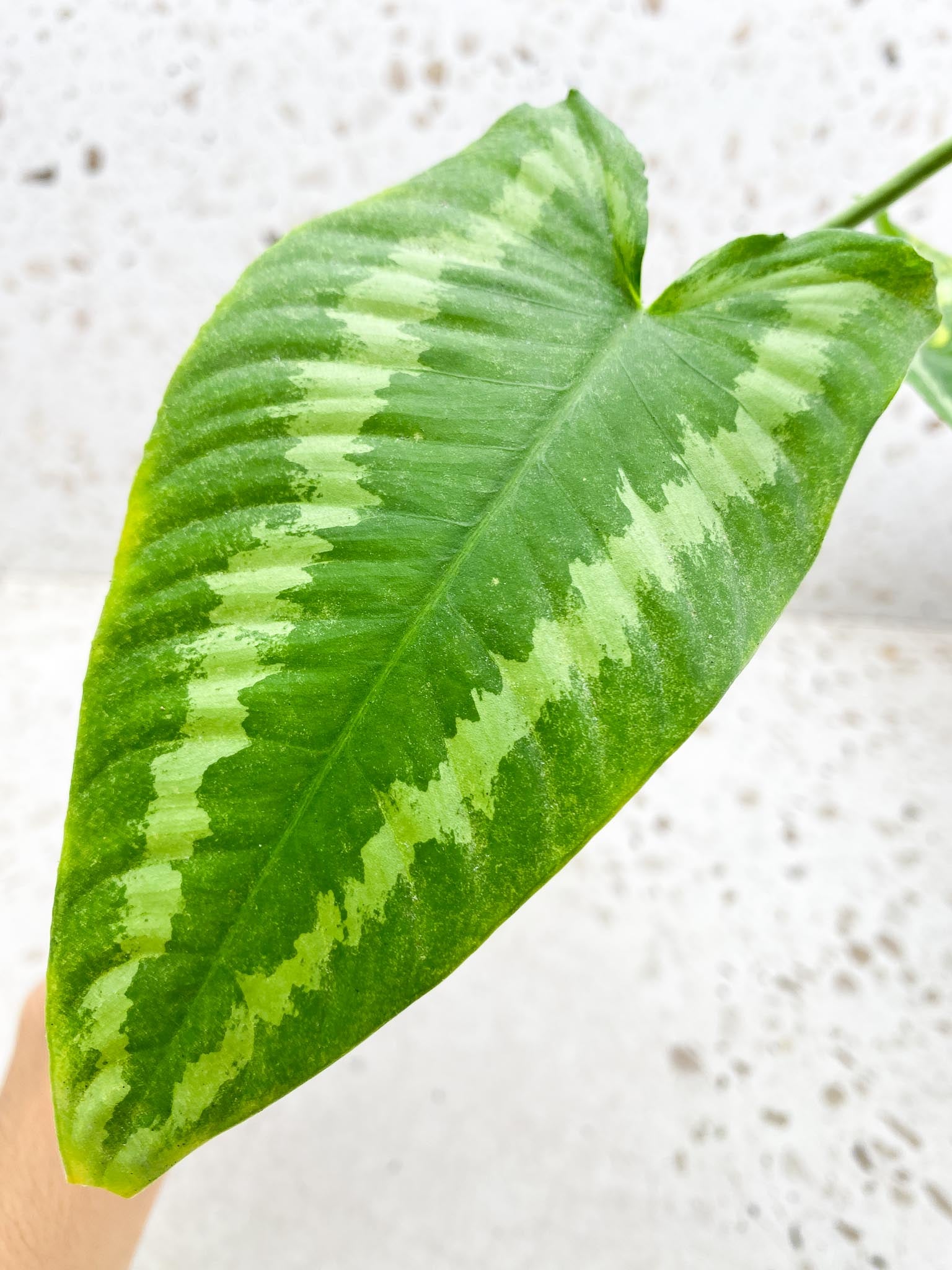 Schismatoglottis wallichii variegated 2 Leaves  4 Nodes  2 Sprout Rooted