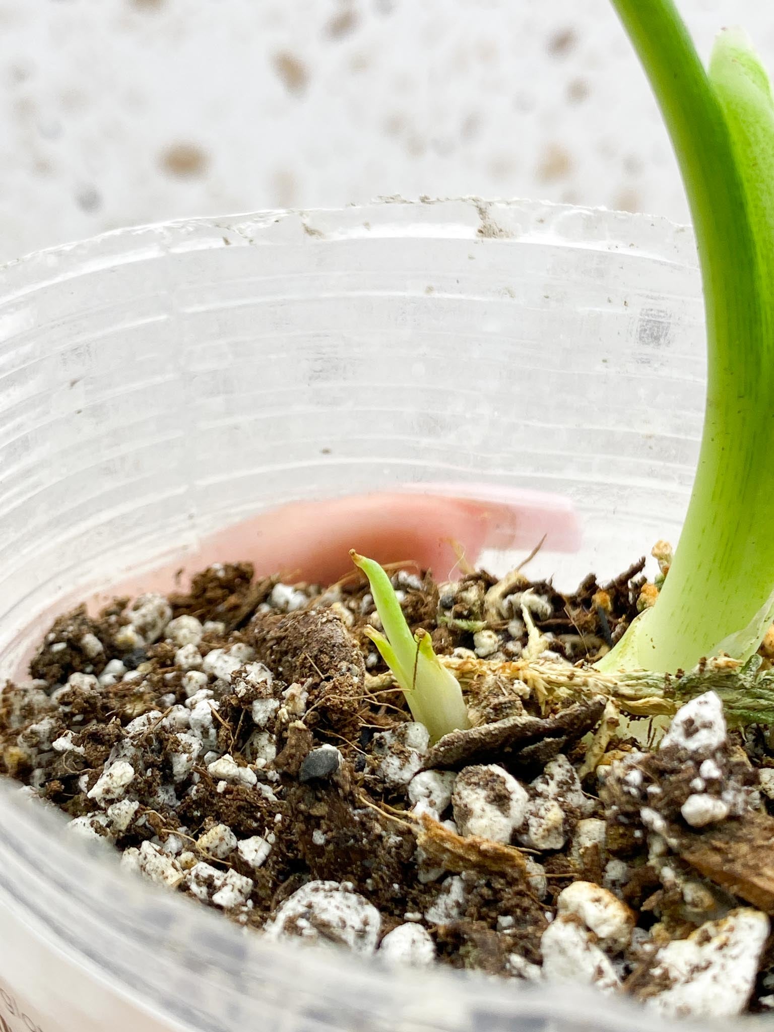 Schismatoglottis wallichii variegated 2 Leaves  4 Nodes  2 Sprout Rooted