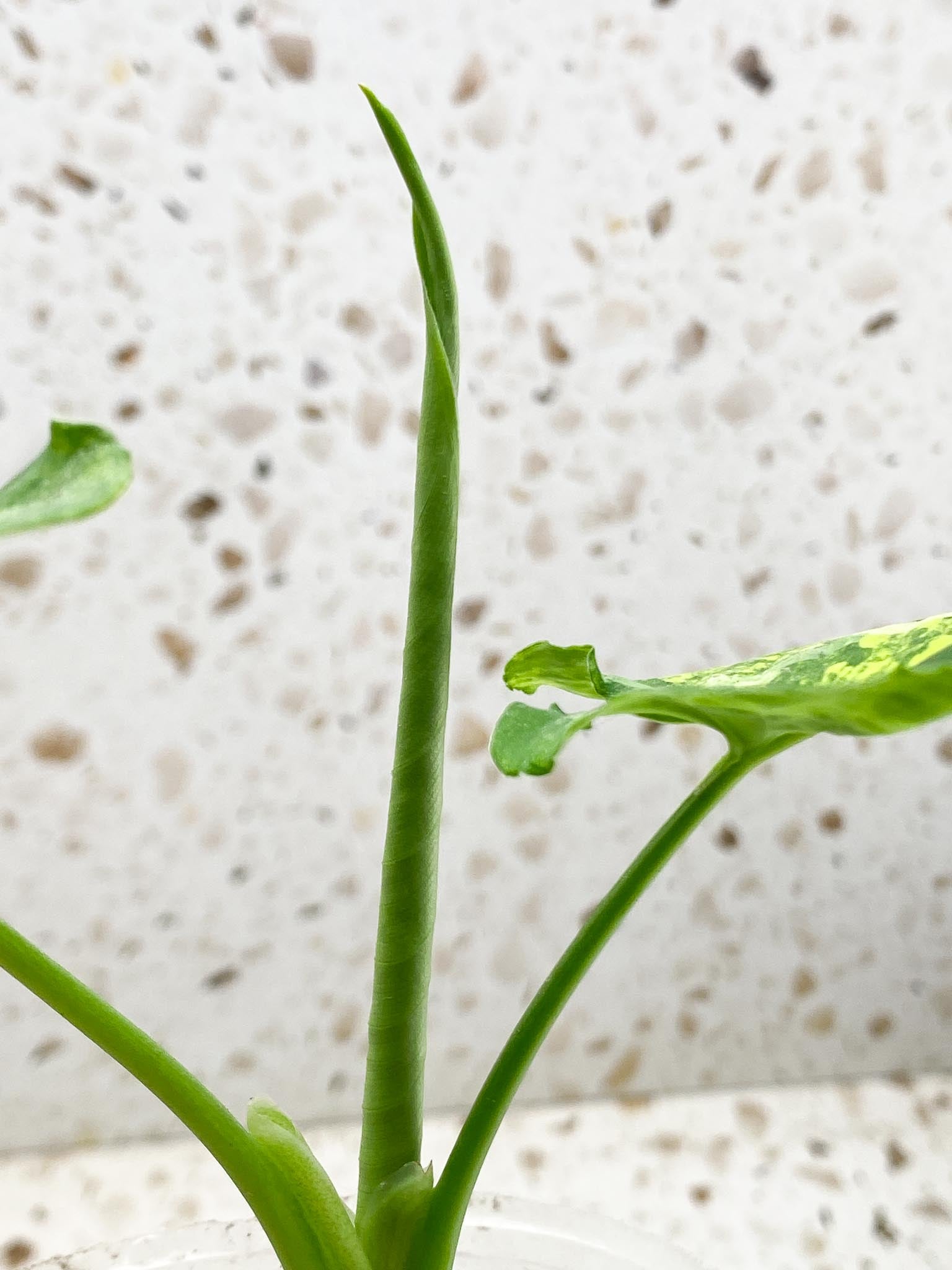 Schismatoglottis wallichii variegated 2 Leaves  4 Nodes  2 Sprout Rooted