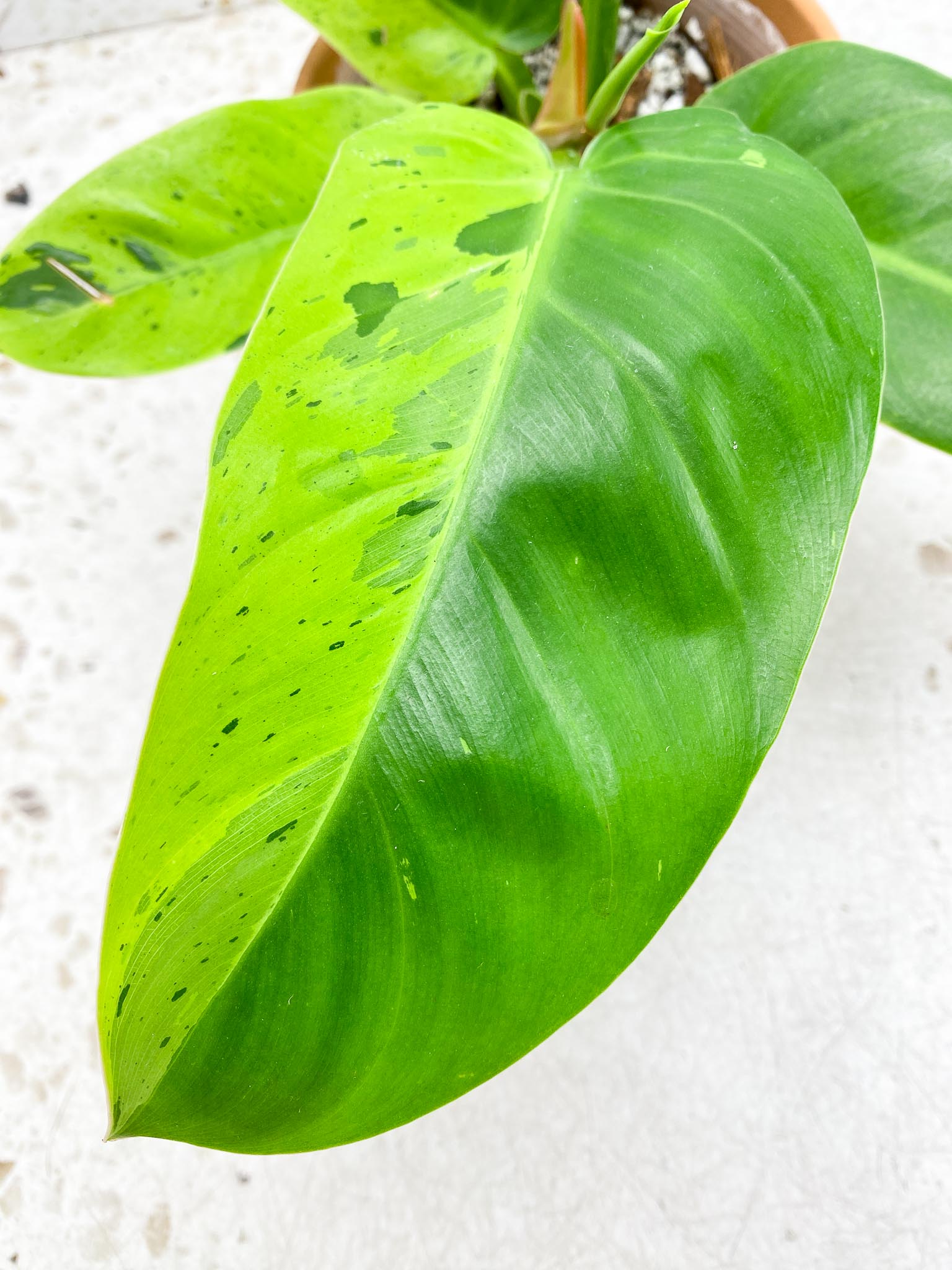 Philodendron Ruaysap Variegated Multiple leaves Multiple Nodes 1 Sprout Top Cutting Rooted