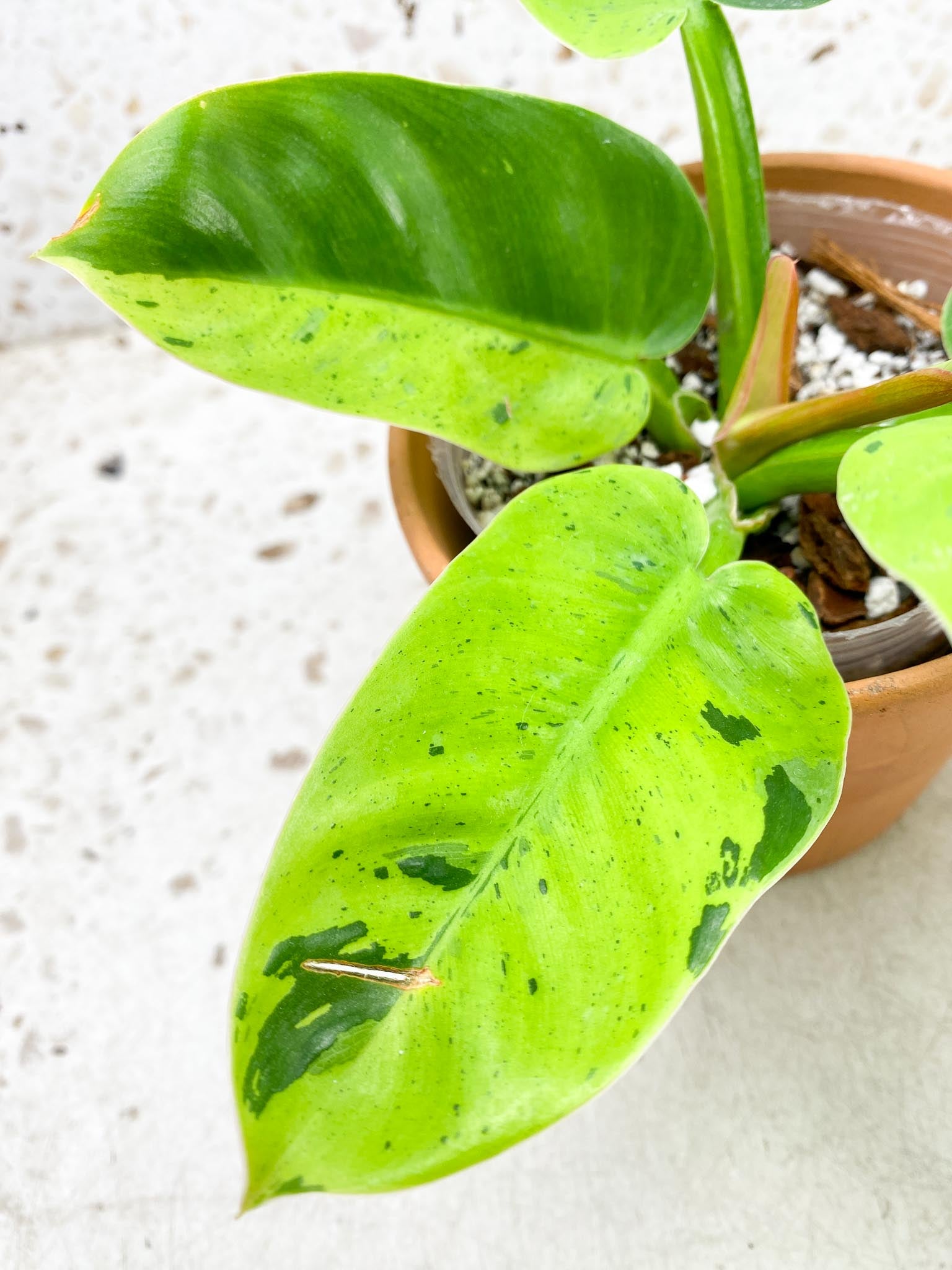 Philodendron Ruaysap Variegated Multiple leaves Multiple Nodes 1 Sprout Top Cutting Rooted